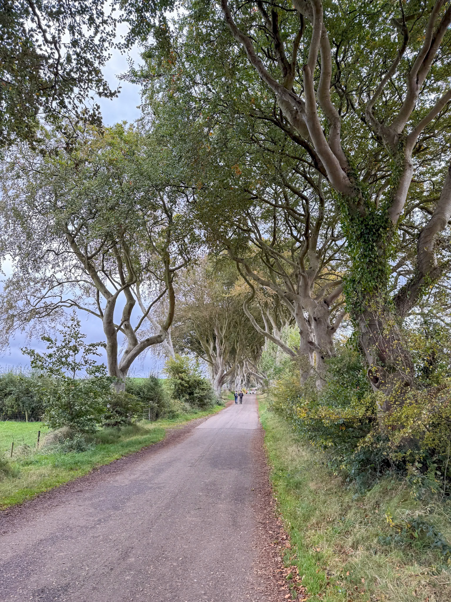 The Dark Hedges known as Kings Road in GOT