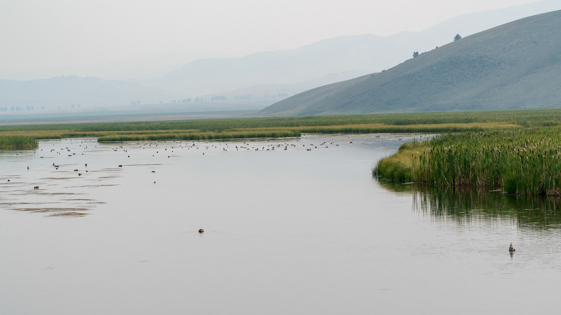 Smokey morning for the ducks and us