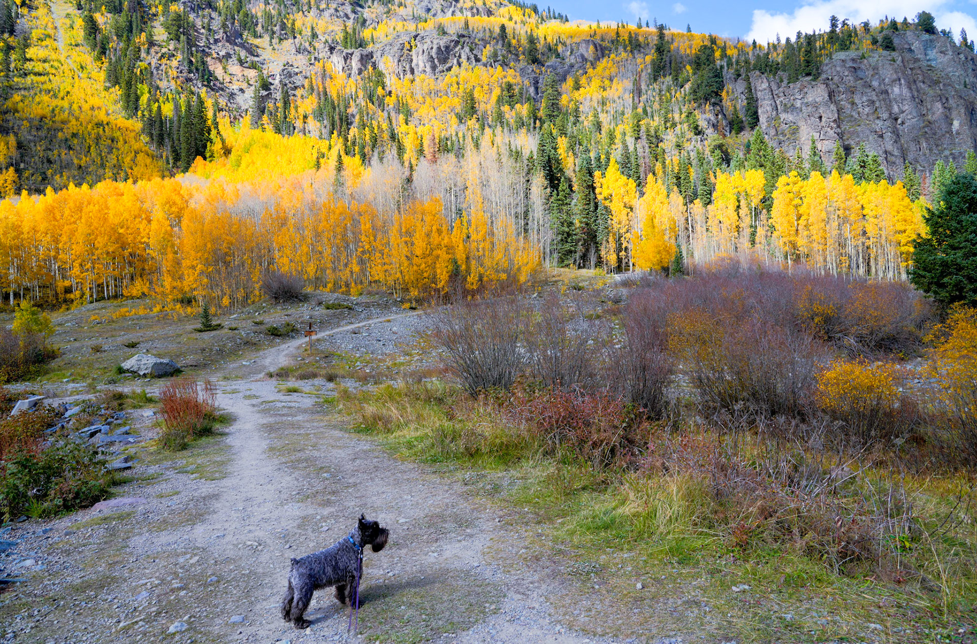 Fall foliage at Crystal Lake near Ouray