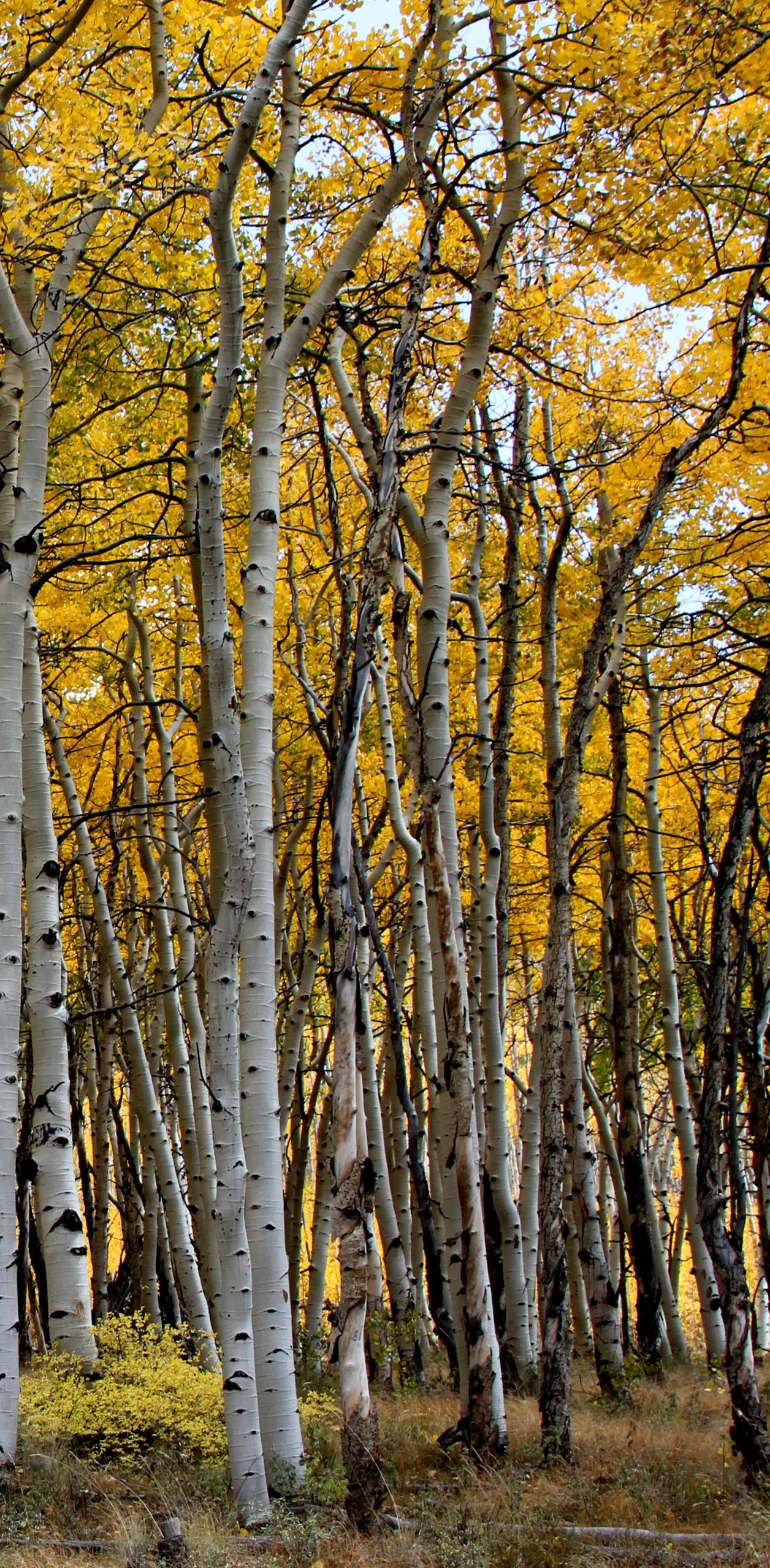 Aspen triptych