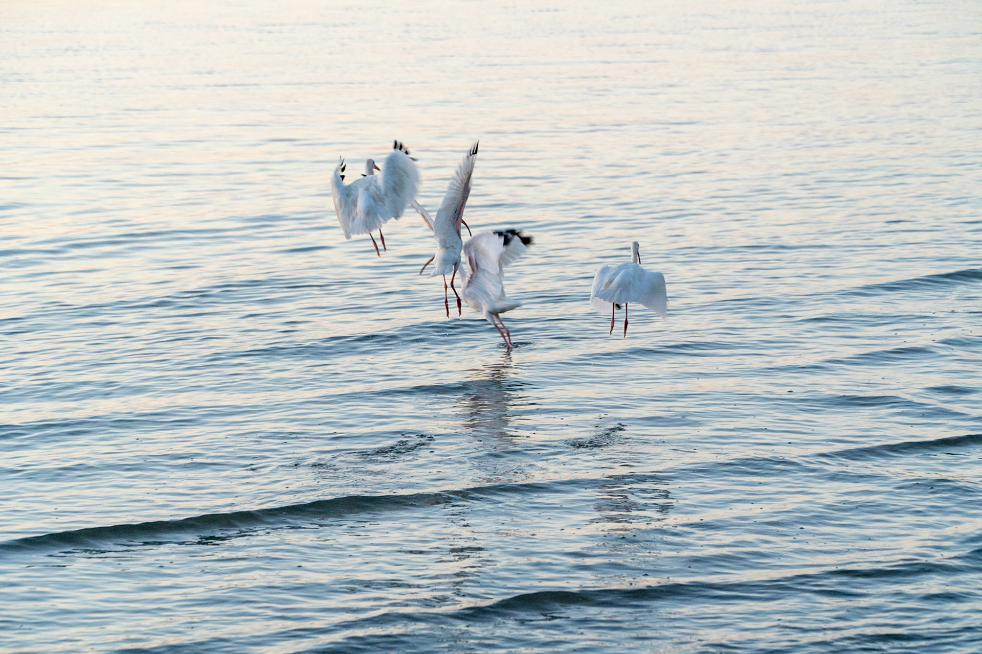 White Ibis, feeding early morning