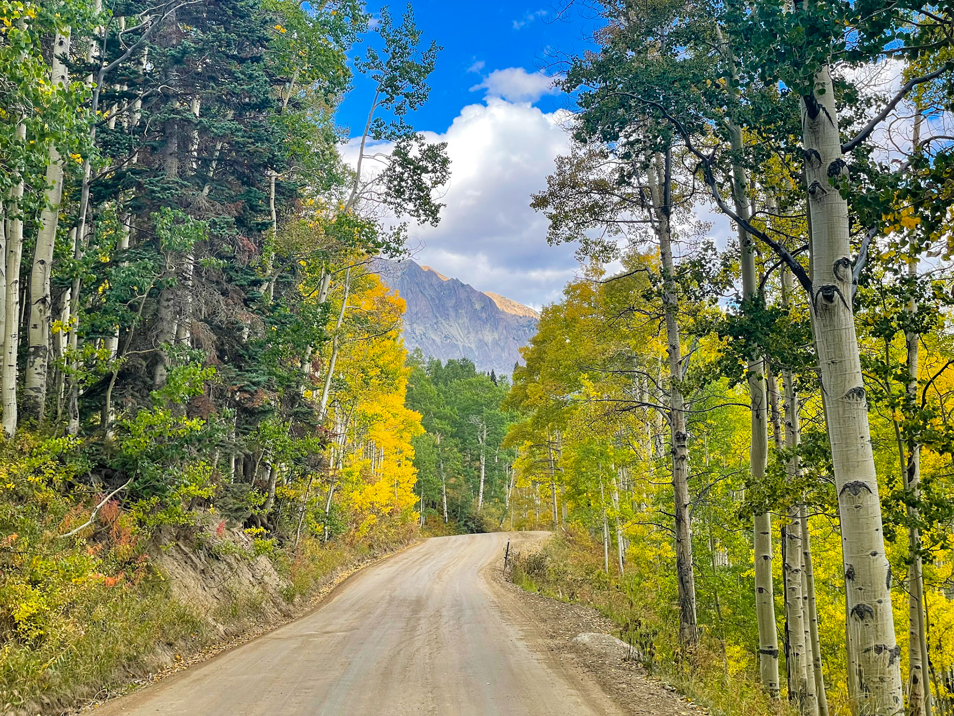 Aspens leaves are beginning to turn