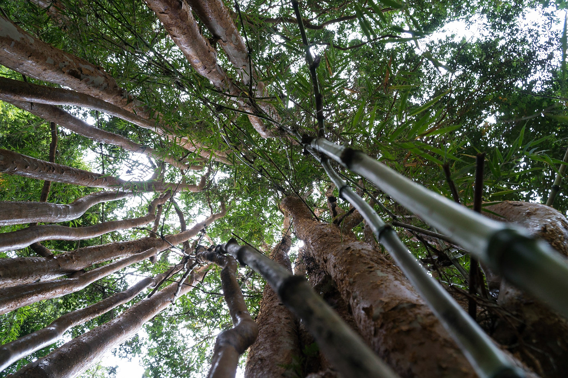 Bamboo in Patagonia rain forest