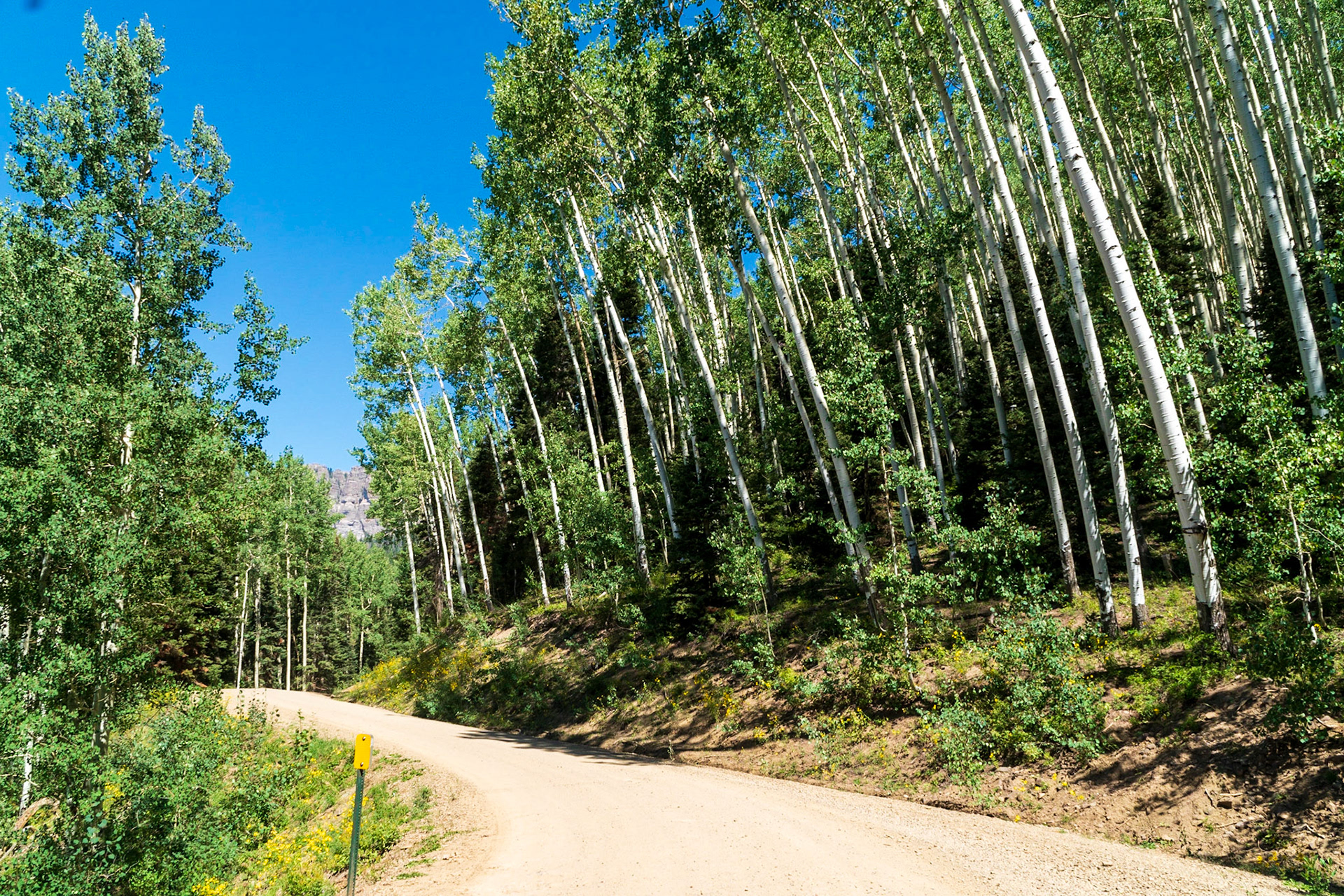 Aspen groves