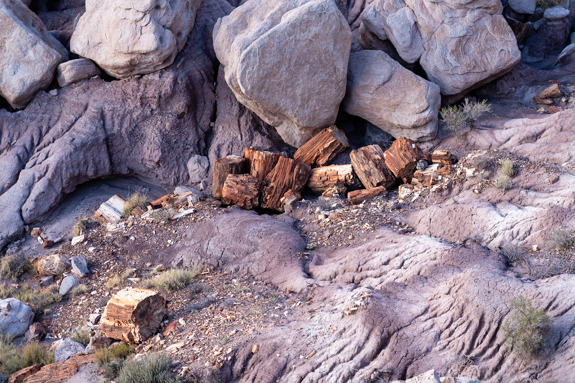 Petrified wood is all around in the Jasper Forest area