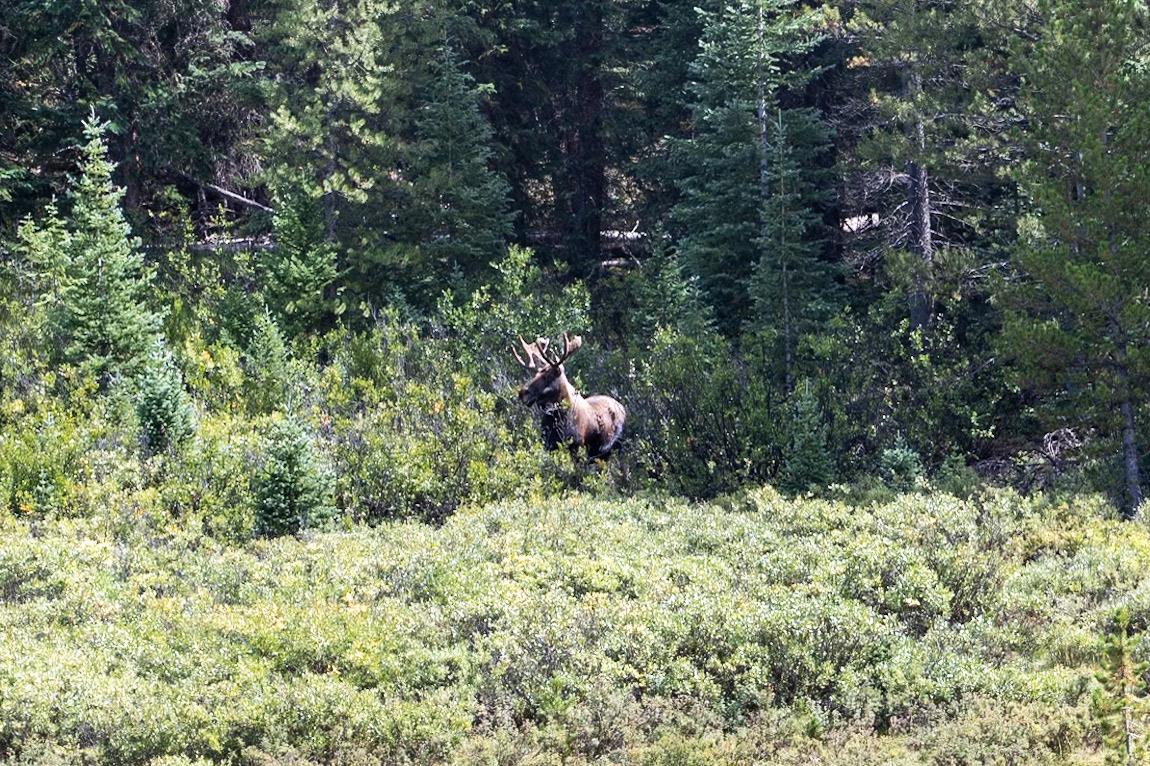 Terry spotted a moose