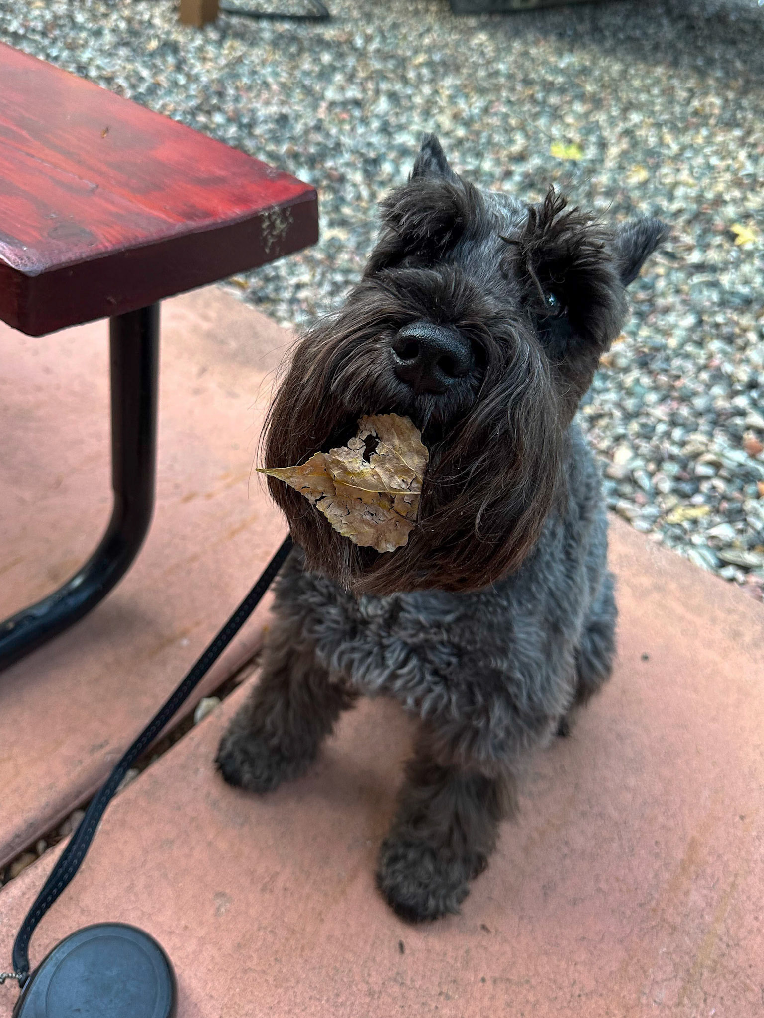 Leaf?  What leaf?