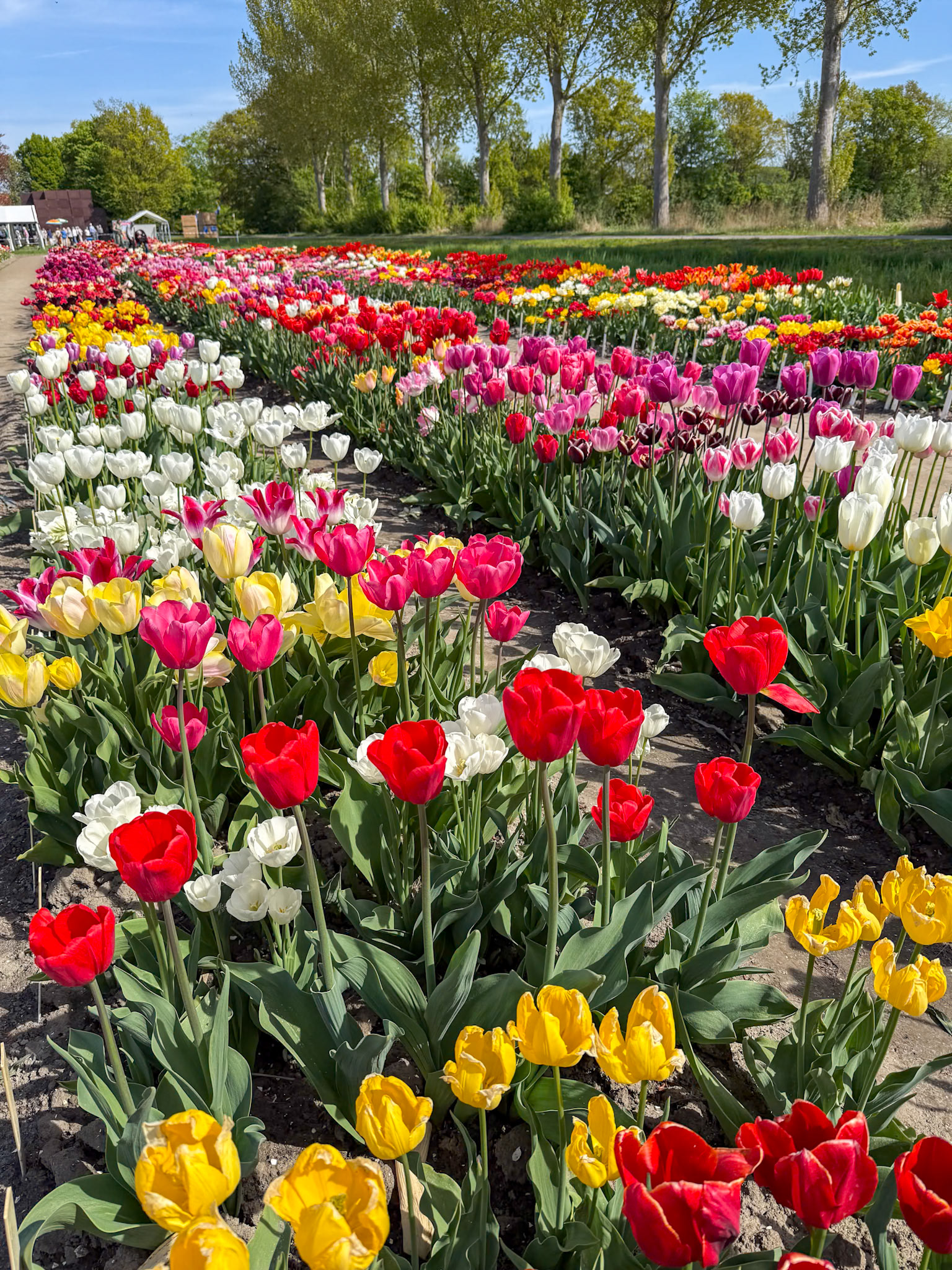 400 tulip varieties