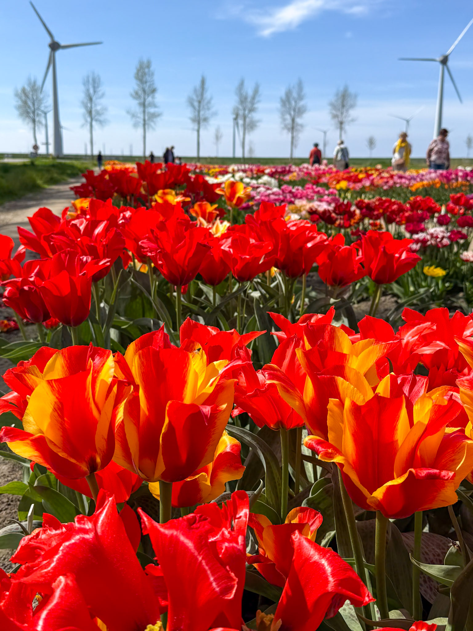 400 tulip varieties