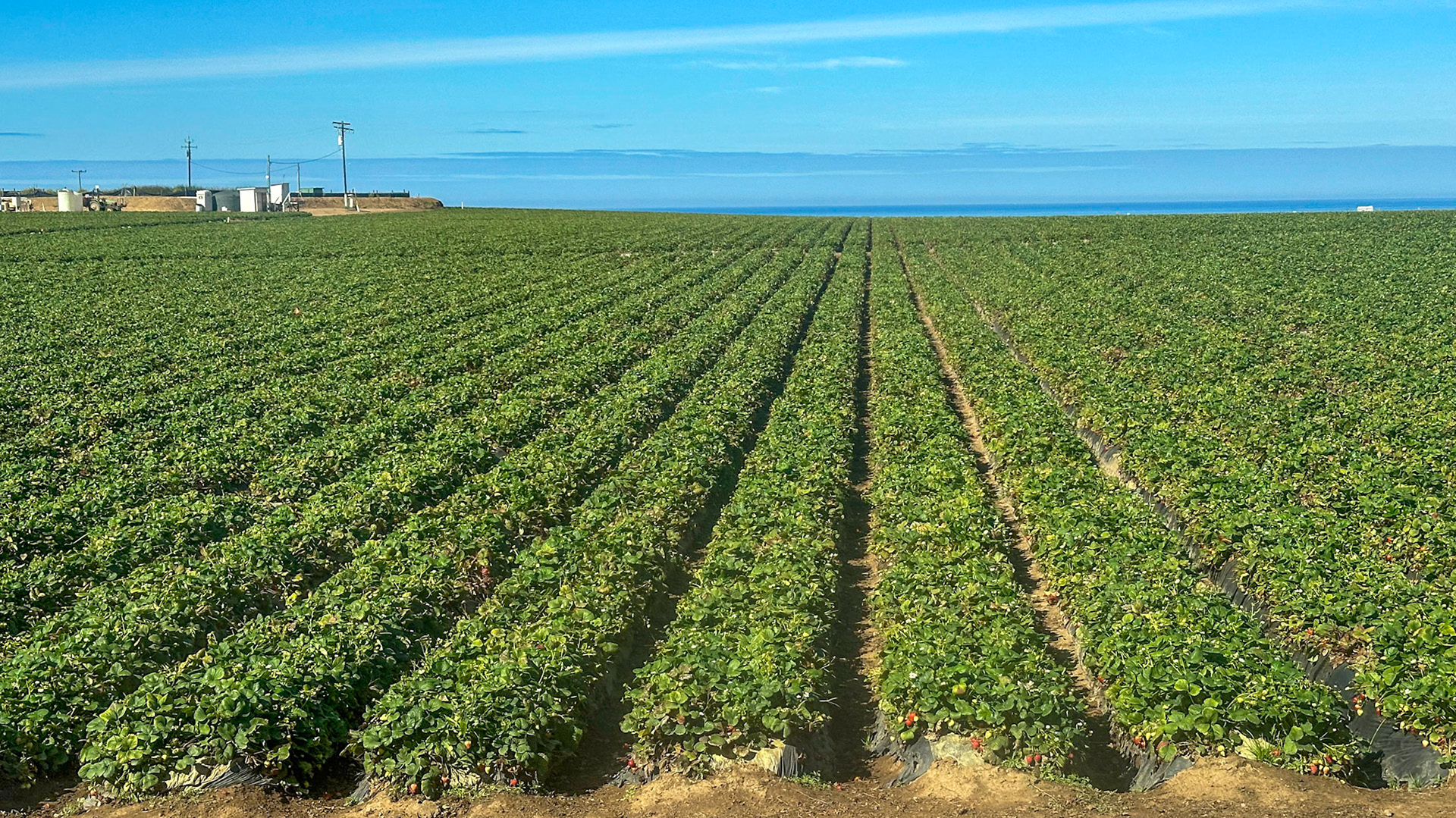 Strawberry fields forever