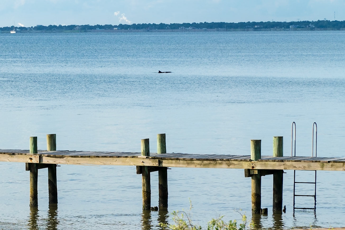 Watching the dolphins fishing