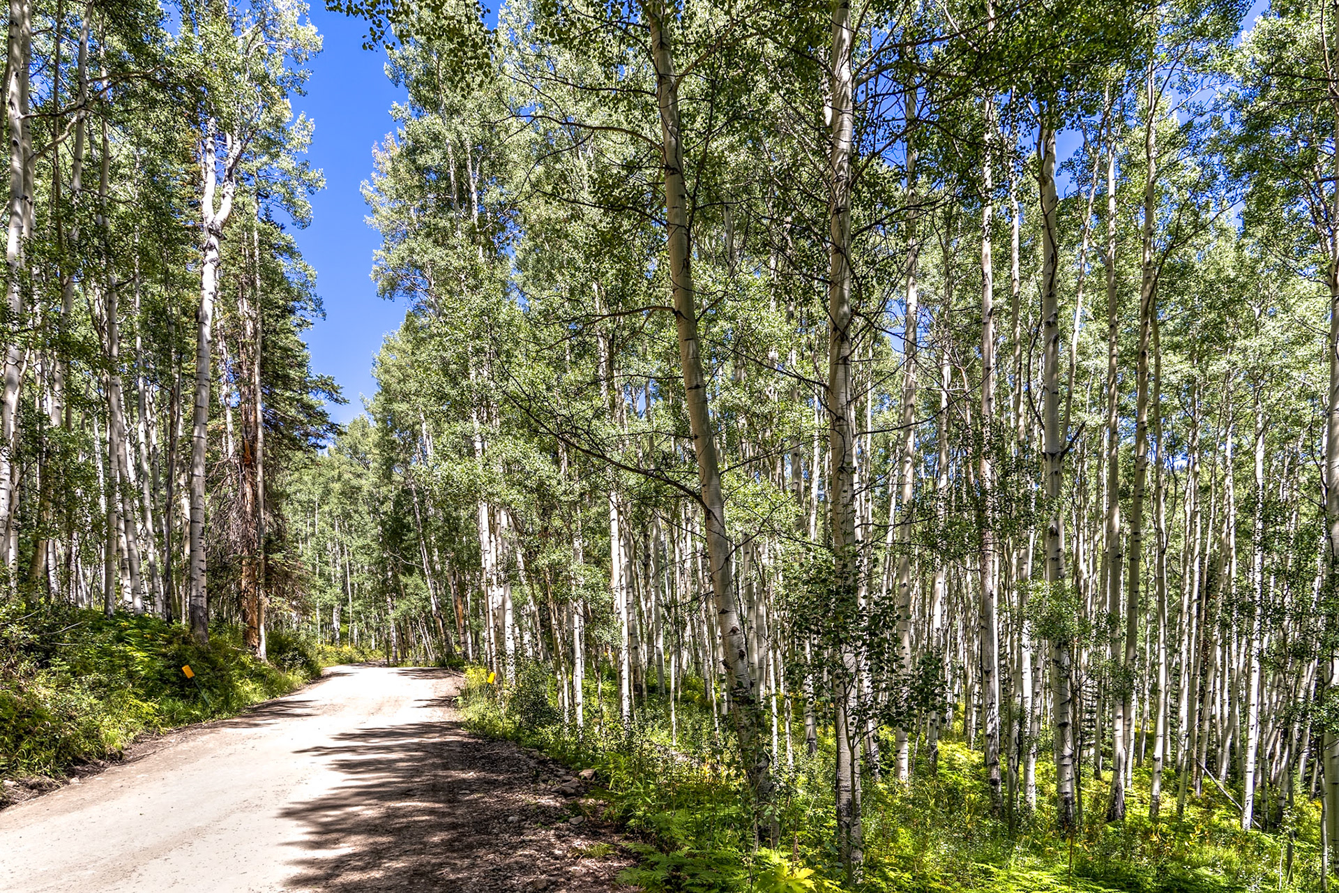 Ohio Pass trail to Crested Butte