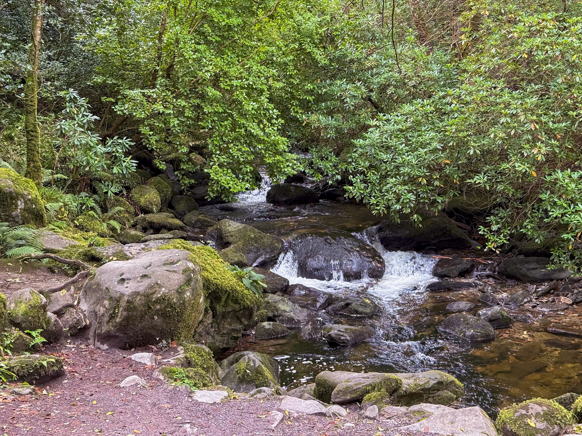 Torc Waterfall in the NP