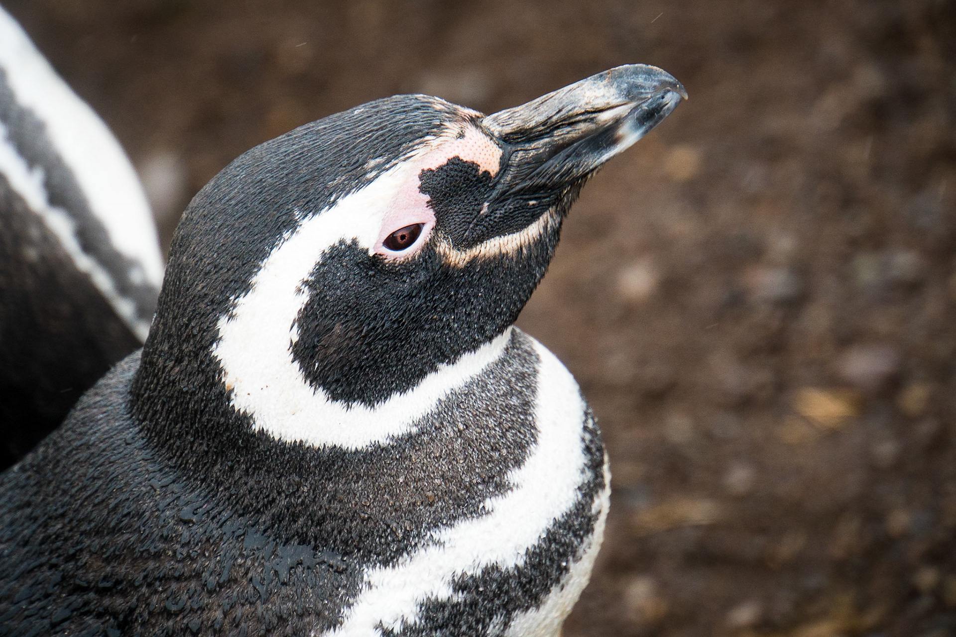 Magellanic penguins