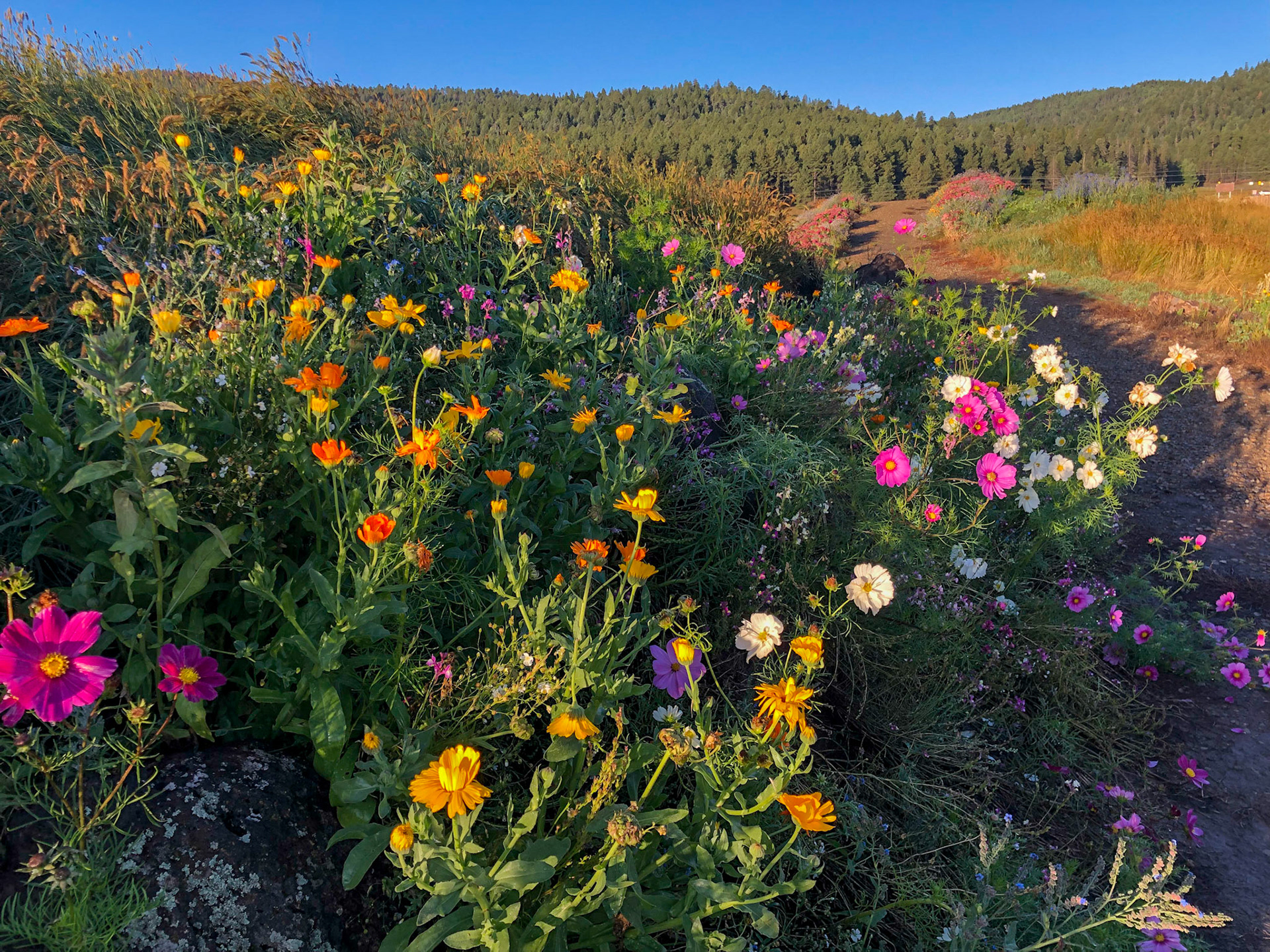 Our morning walk on the Angel Fire walking path