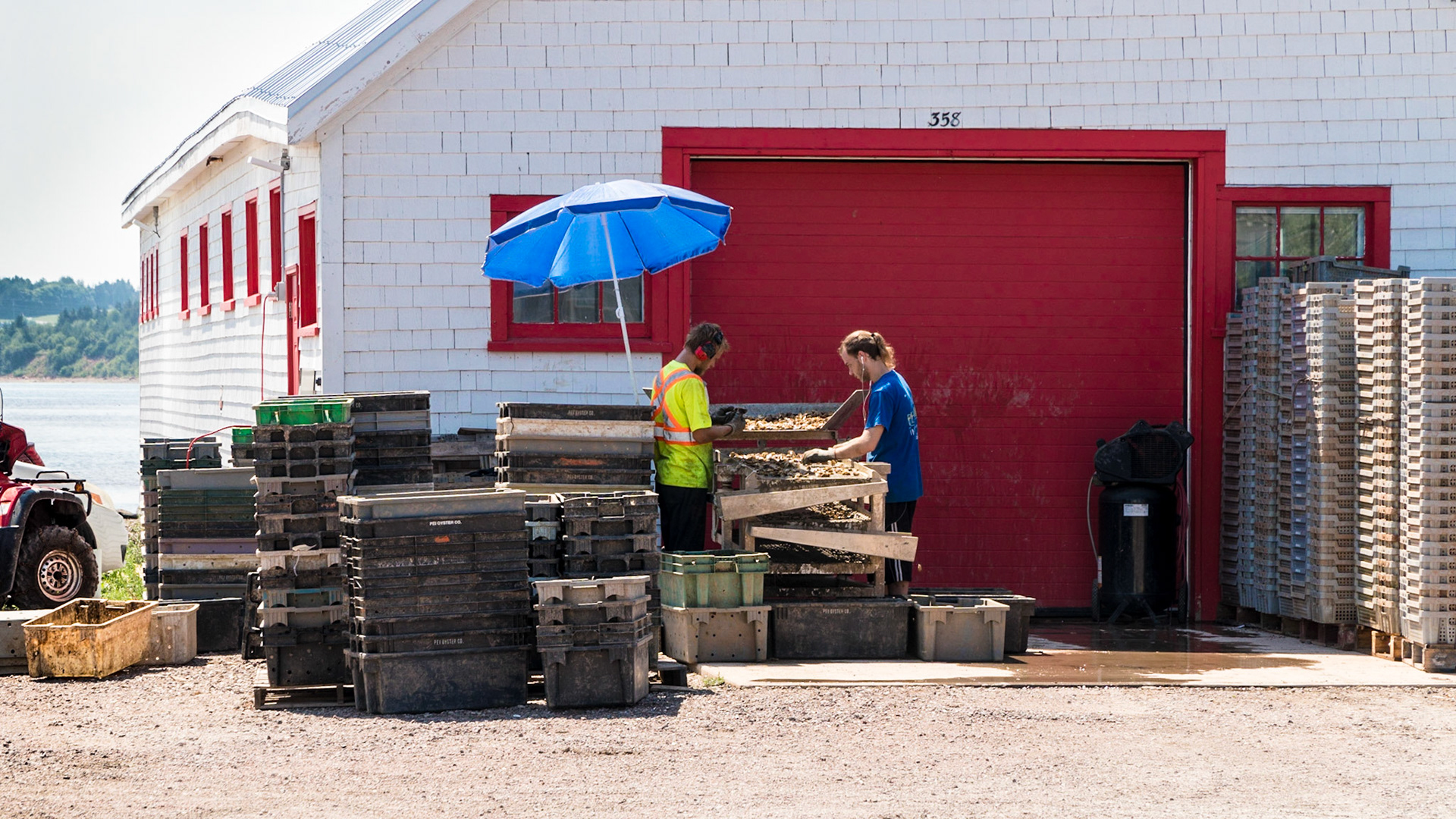 Sorting the mussels by size