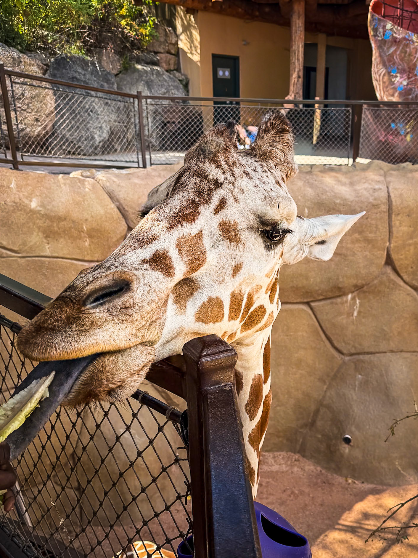 Feeding the giraffe at the zoo