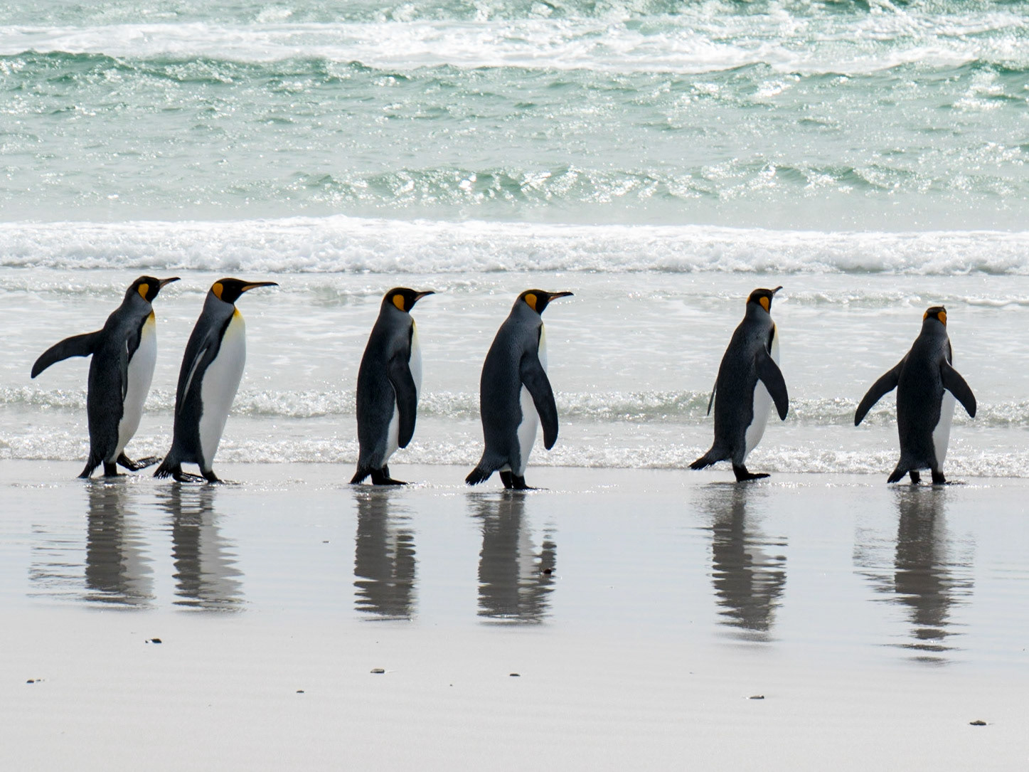 King penguins begin their search for a meal