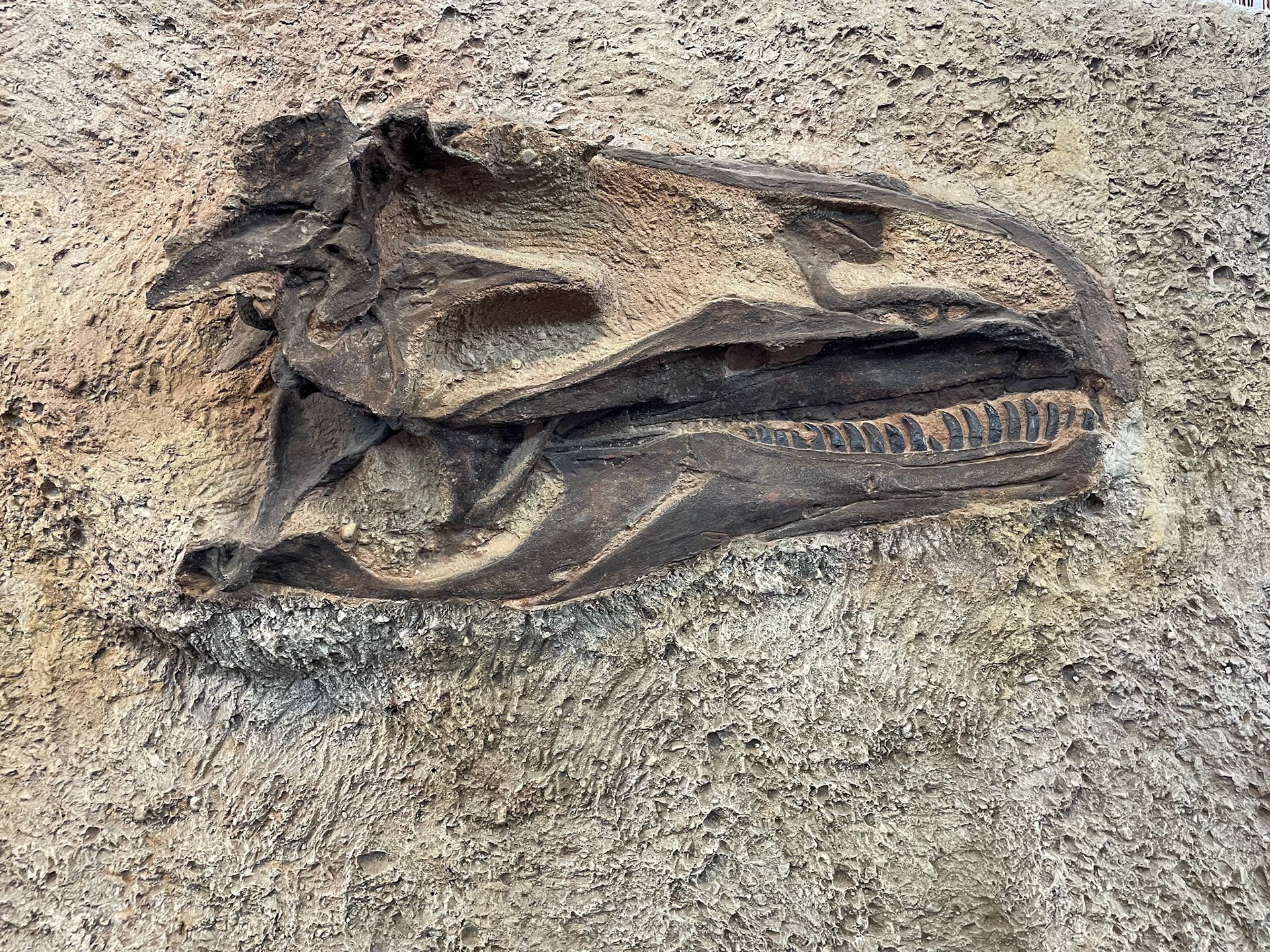 Camarasaurus still in the rocks at Dinosaur NM