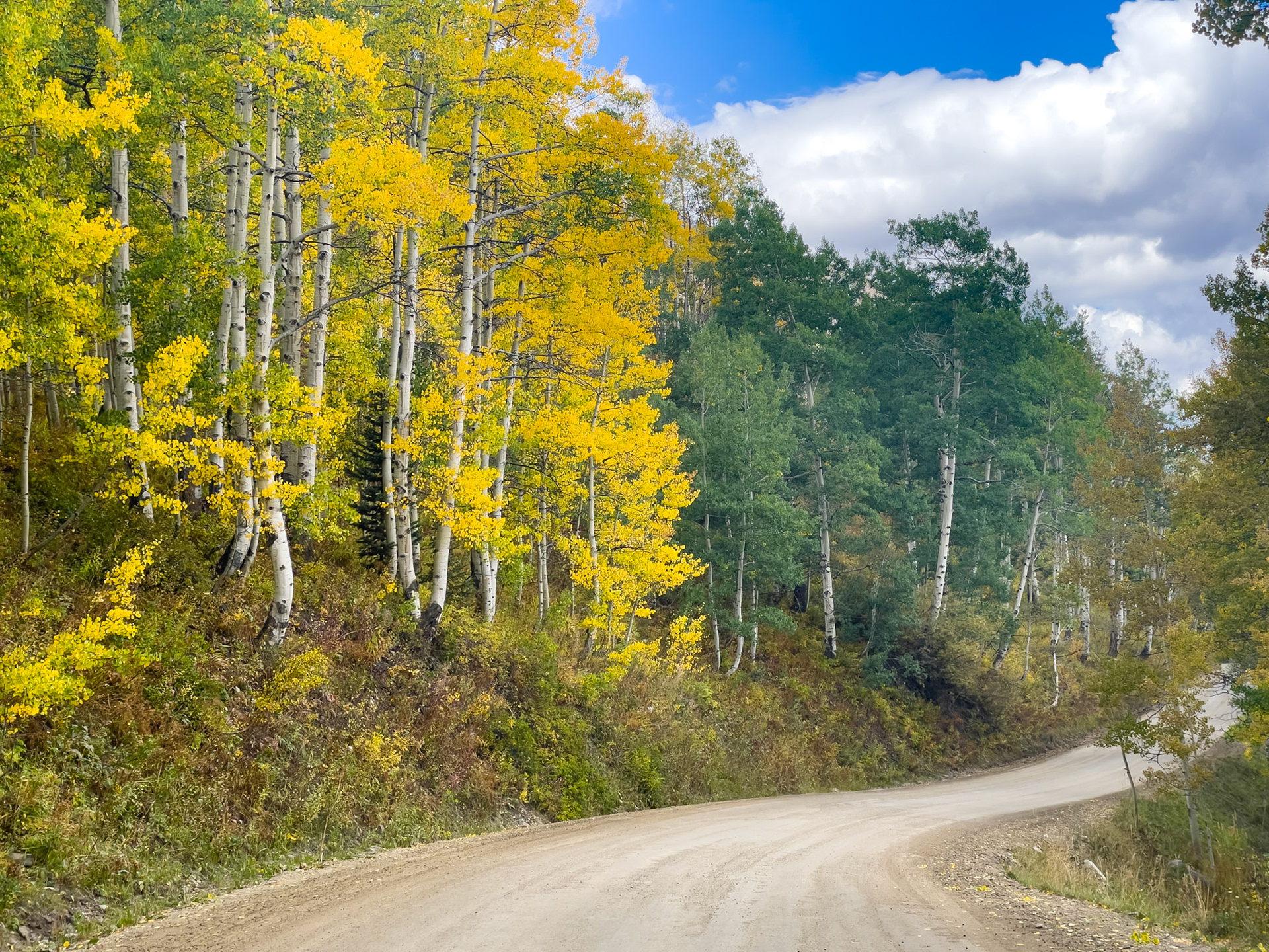 Aspens are beginning to turn