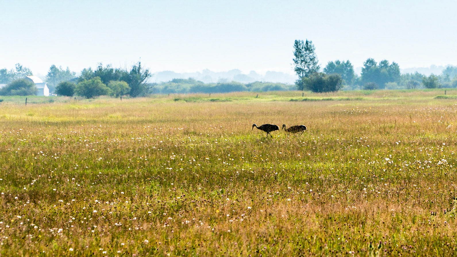 Sandhill cranes in the fields near Victor, ID