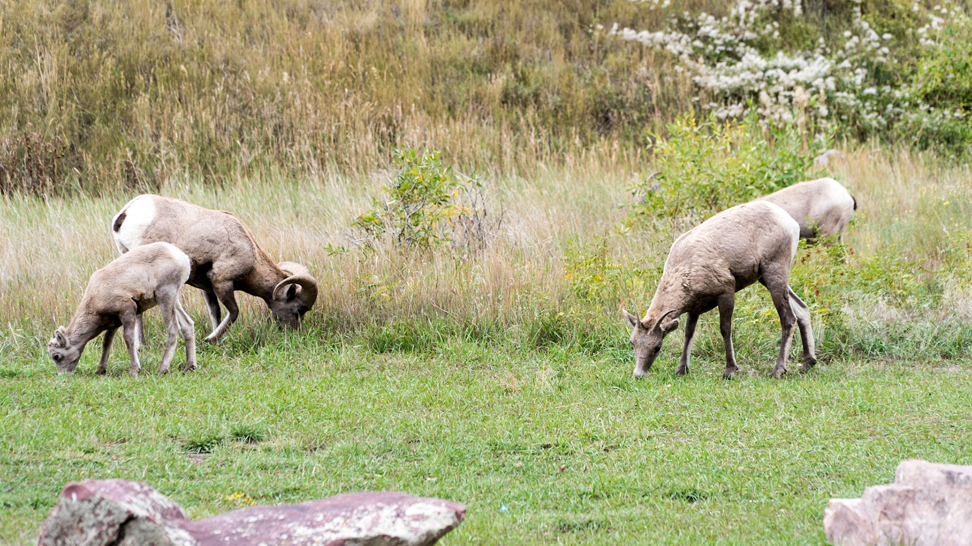 Bighorn Sheep near the road
