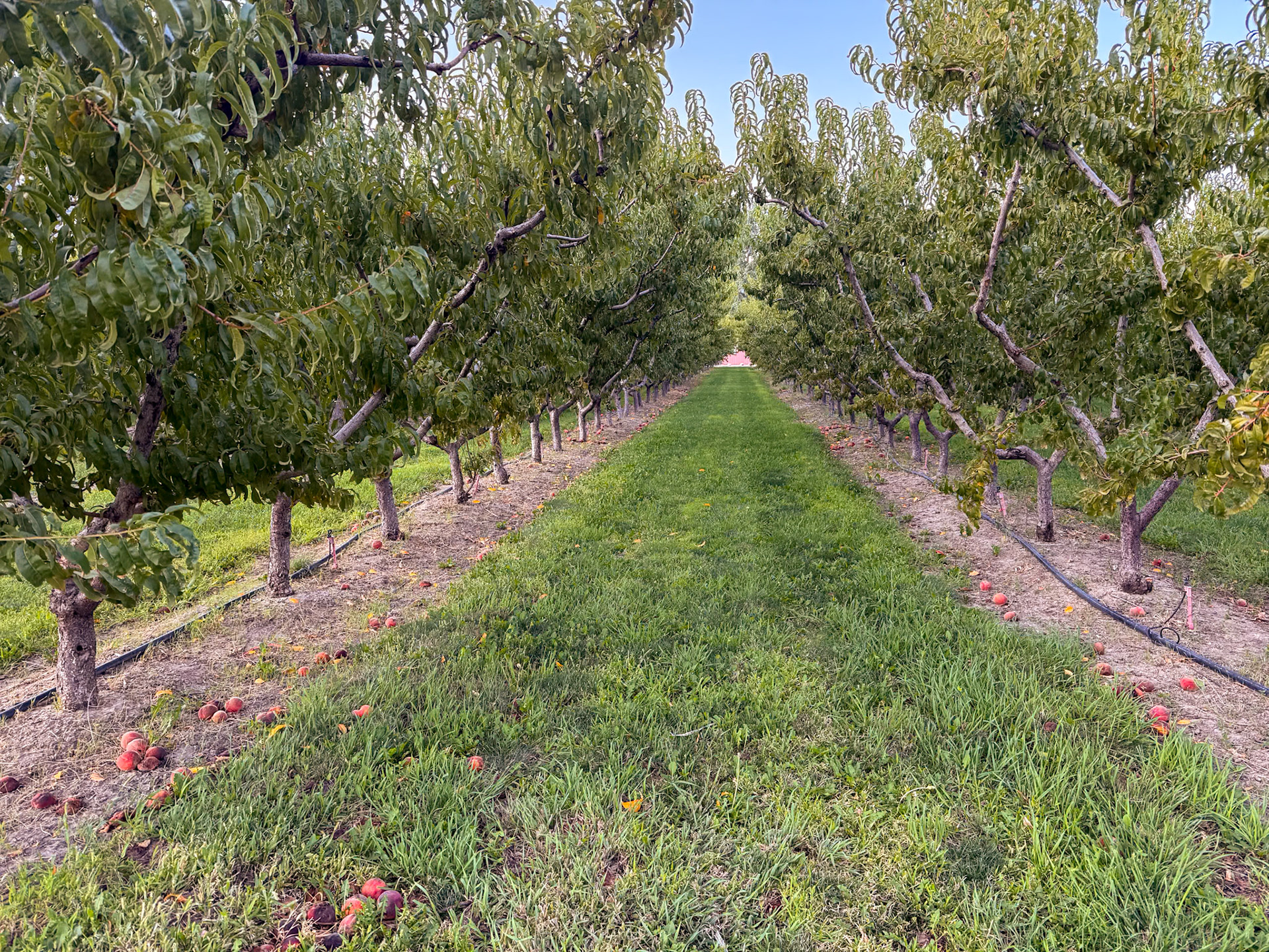 Peach orchard at Palisade Basecamp