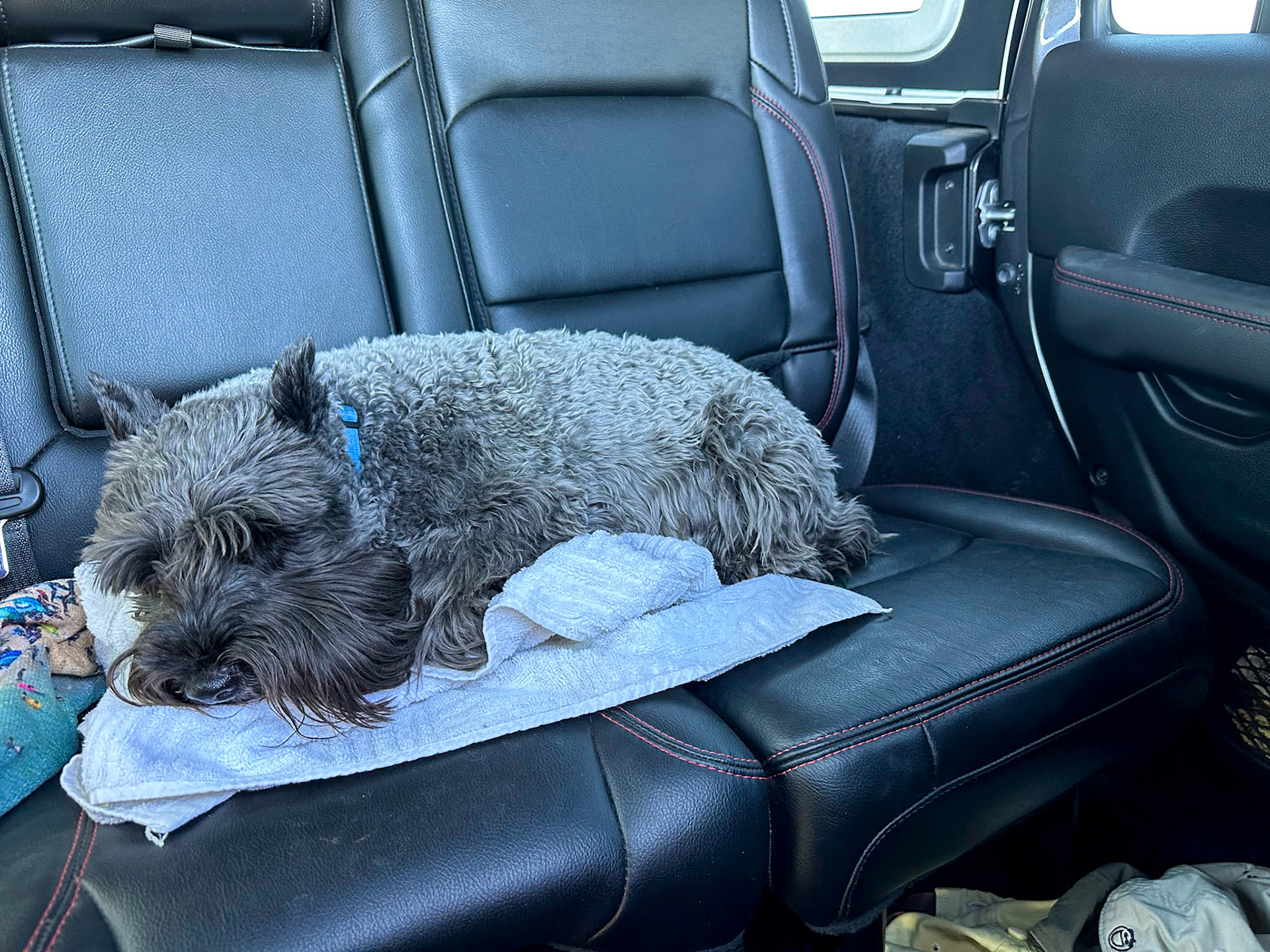 Tripp is tired on the way home from our hikes