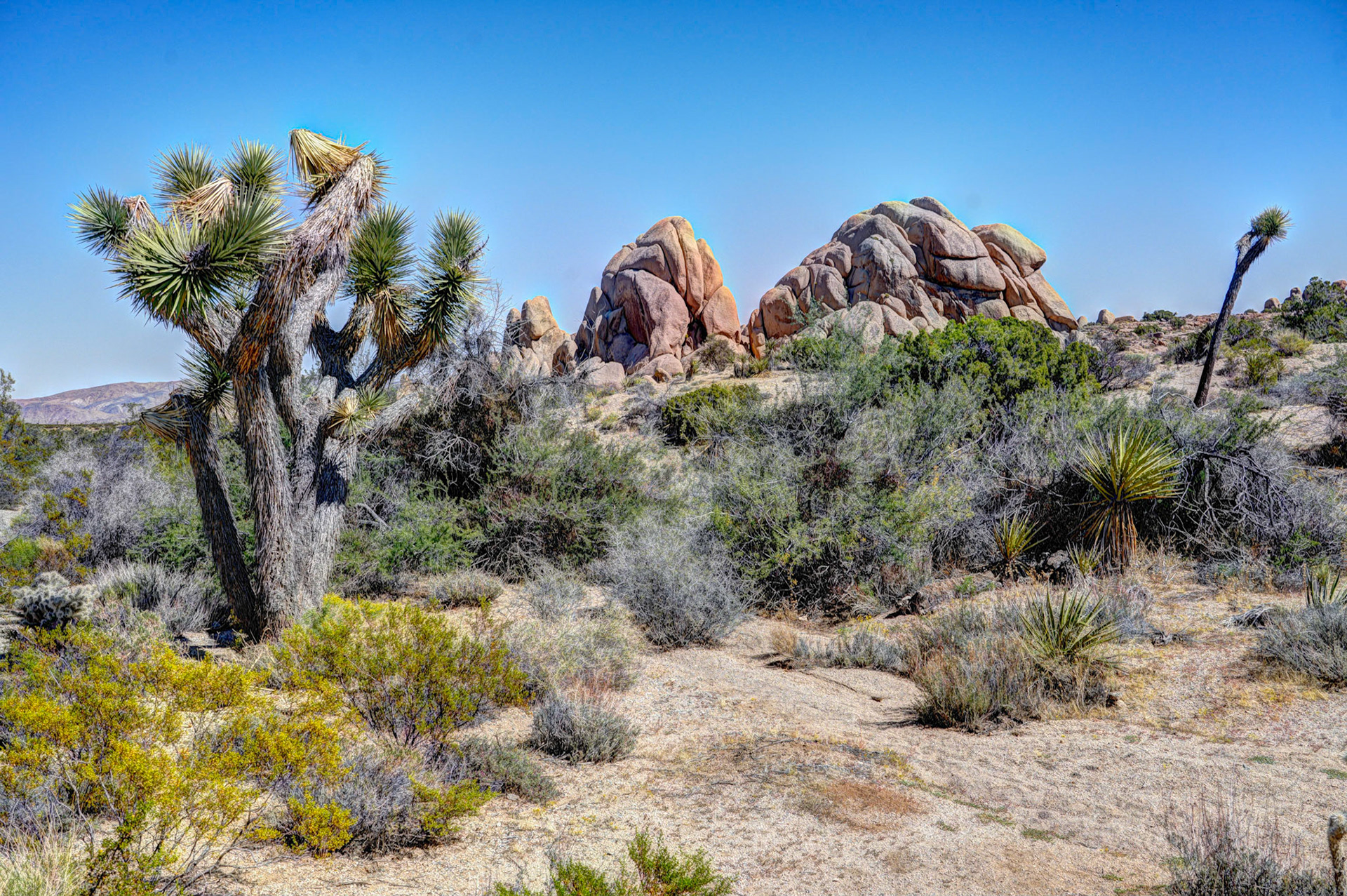 Jumbo Rocks area in Joshua Tree NP
