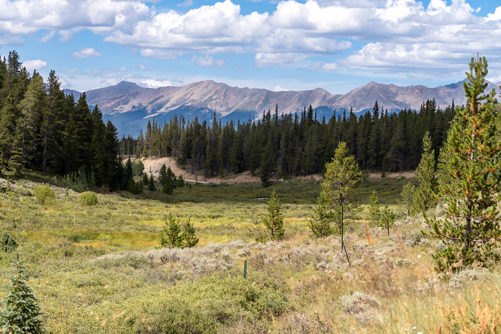 Mountan Meadows
