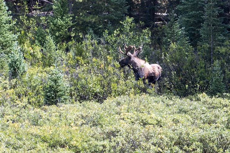 Moose sighting