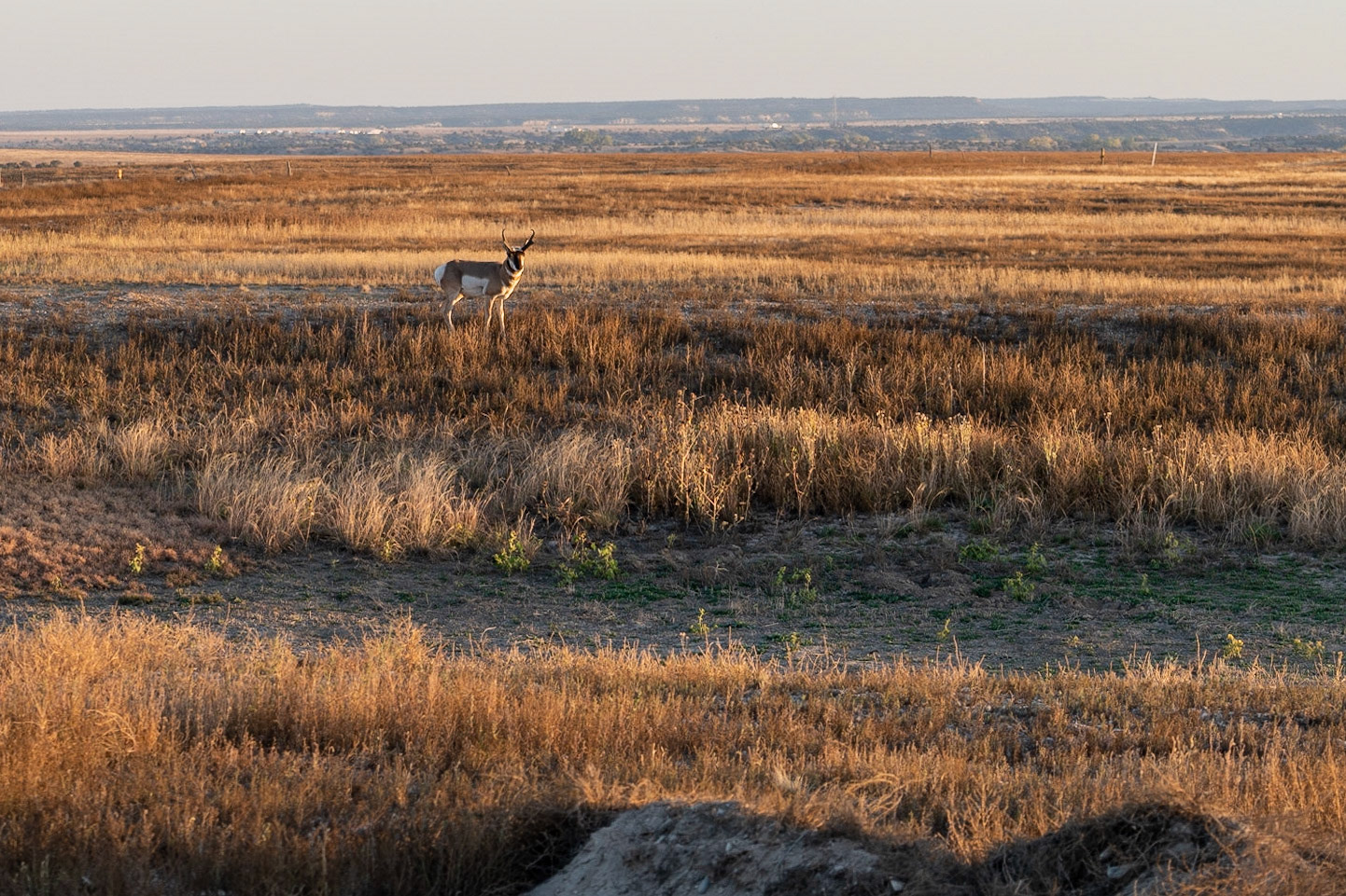 Pronghorn in the adjacent fields