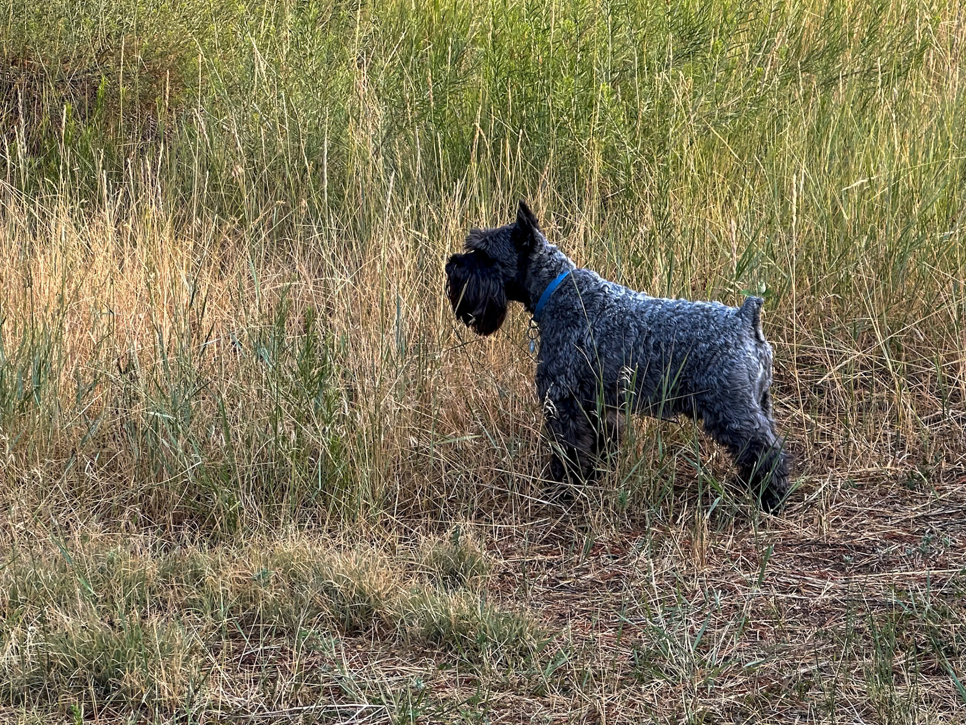 Looking for rabbits