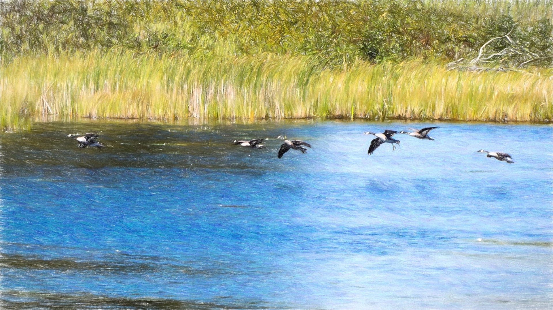 Painted Canada Geese landing
