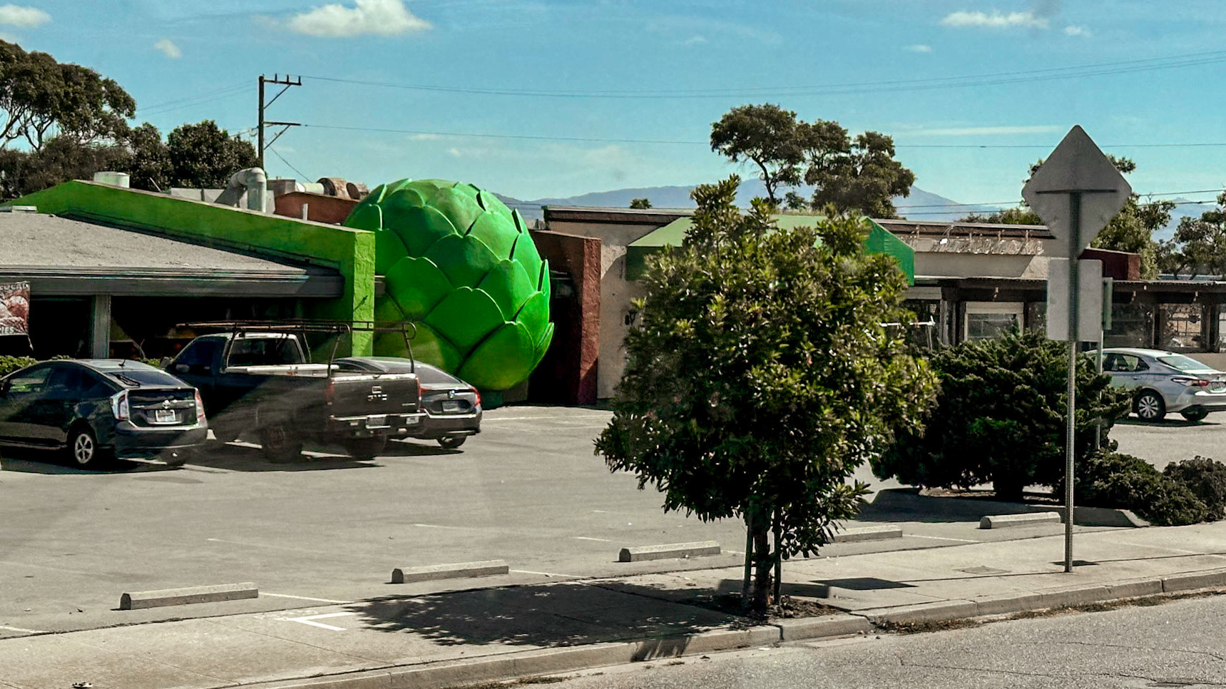 World's biggest artichoke