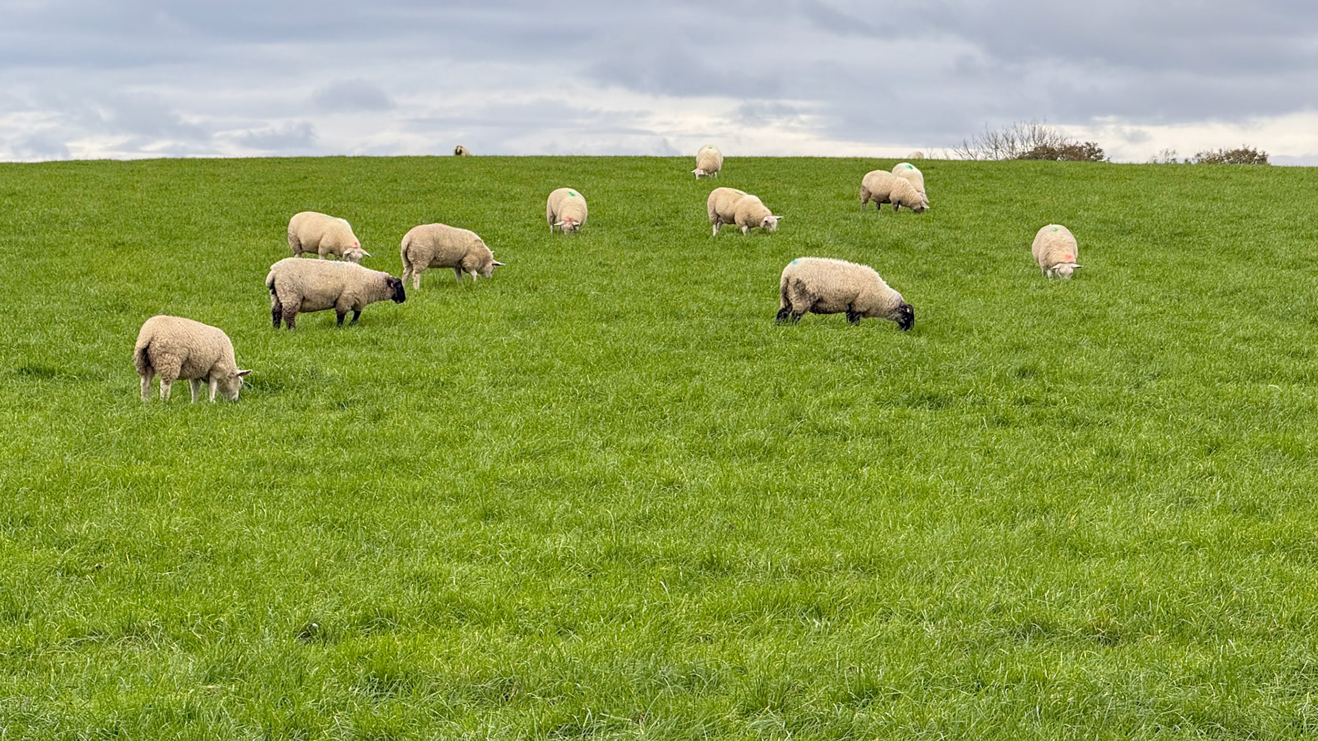 More sheep than people