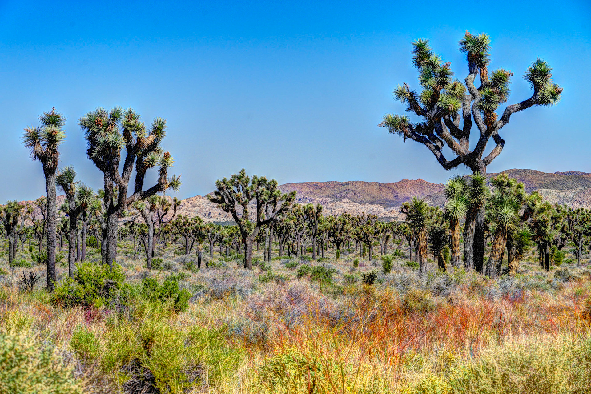Joshua Tree National Park