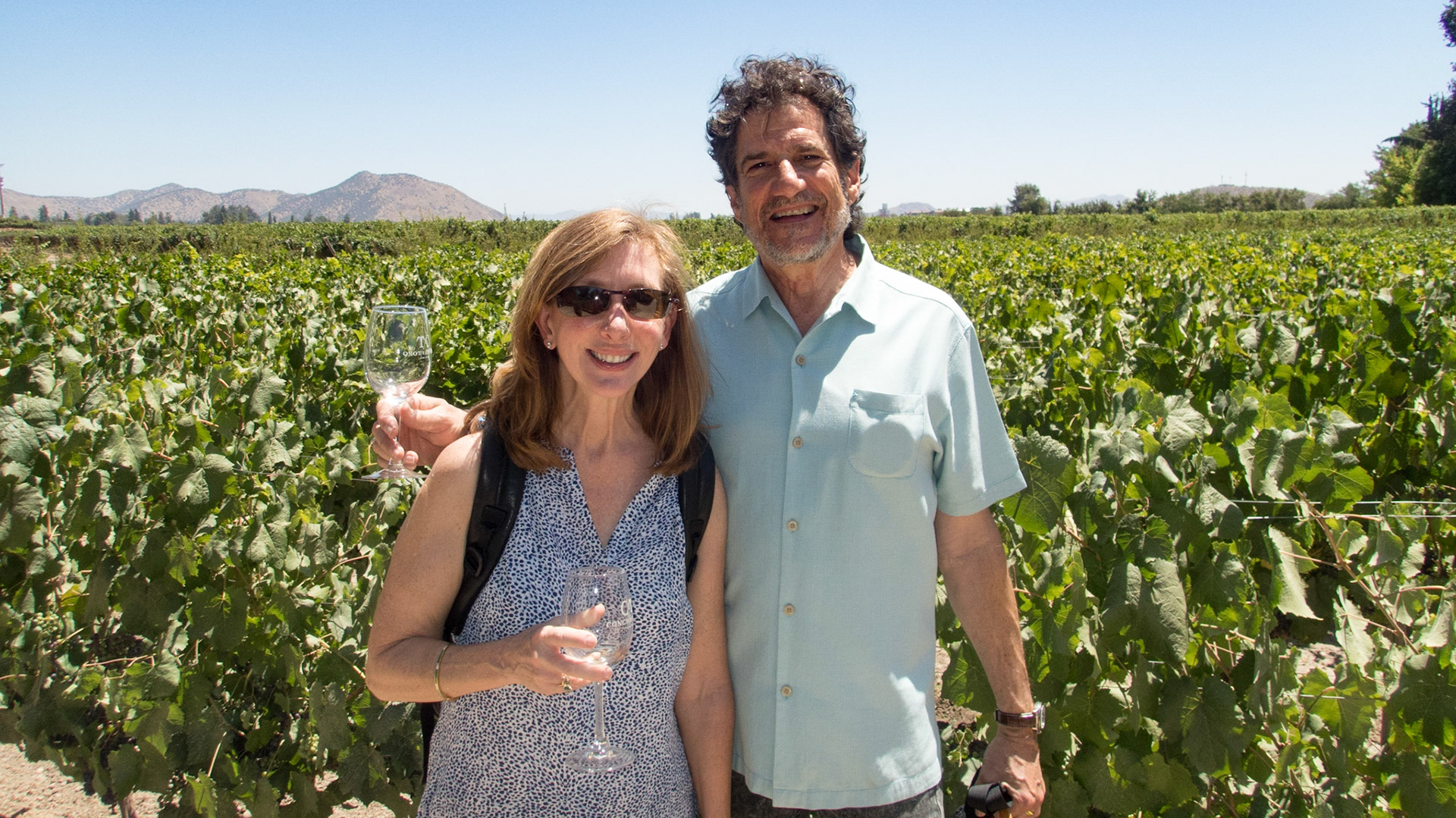 Concho y Toro vineyard sauvignon blanc grapes
