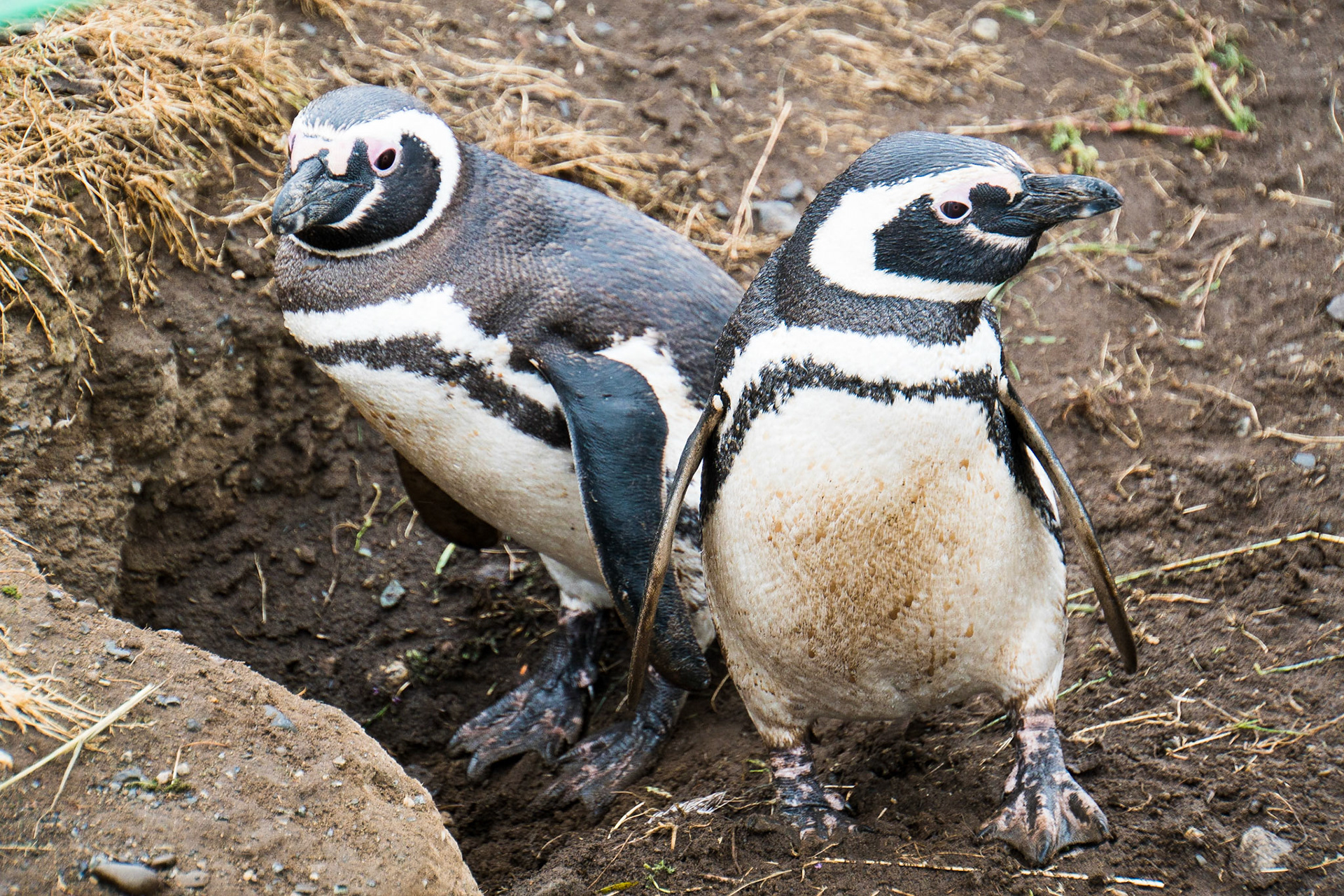 Magellanic penguins