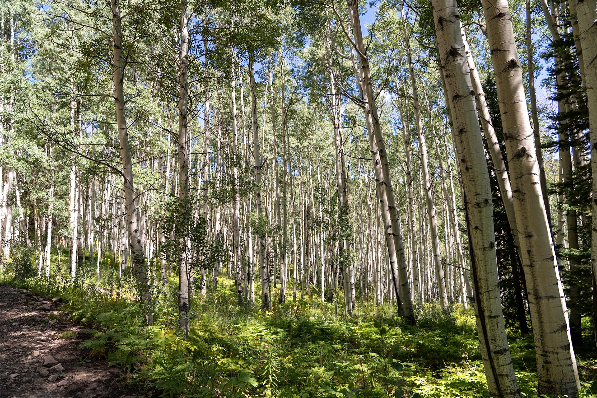 Along the trail to Ohio Pass