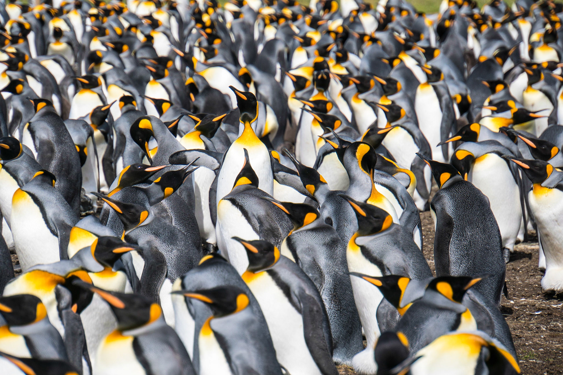There are 2000 breeding pairs of King penguins