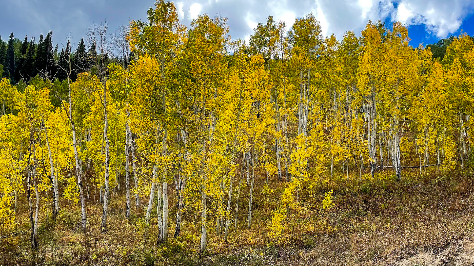 Aspens beginning to turn