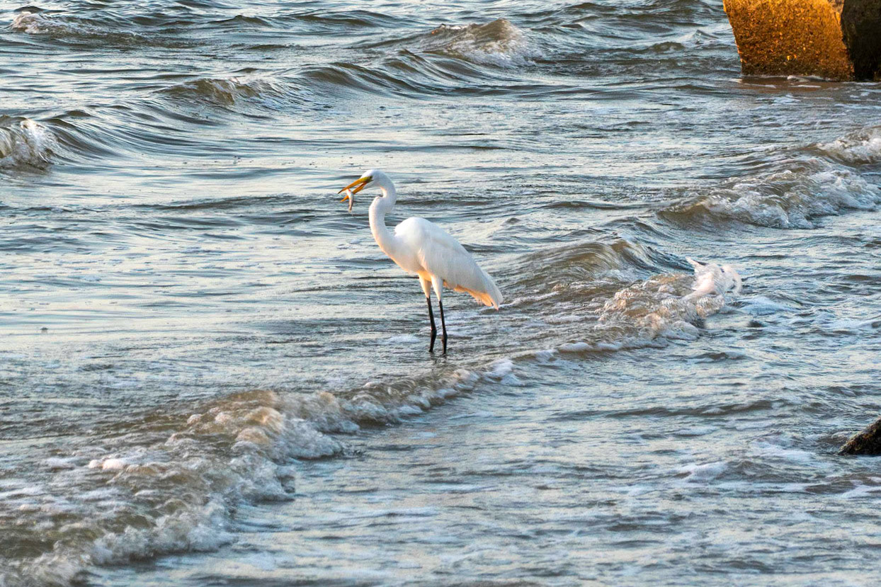 Egret with fish