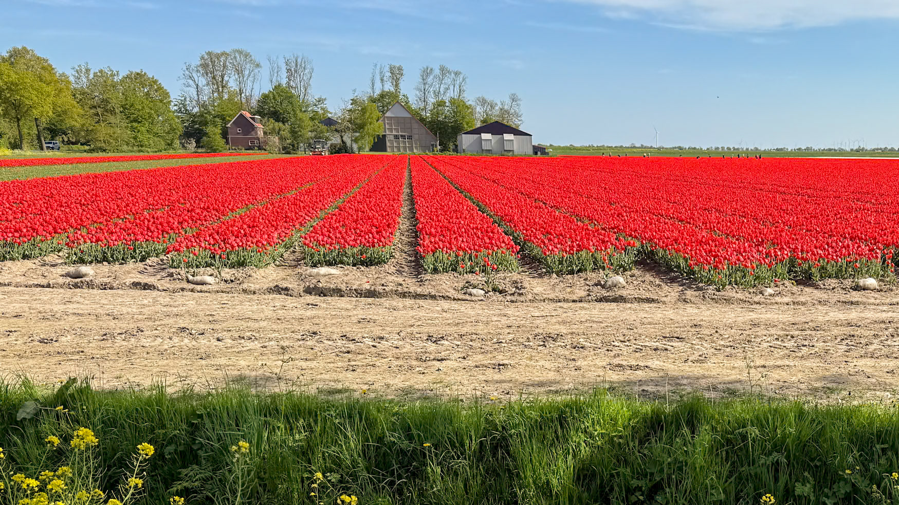 Tulip tour with Gerrit,  our tour guide
