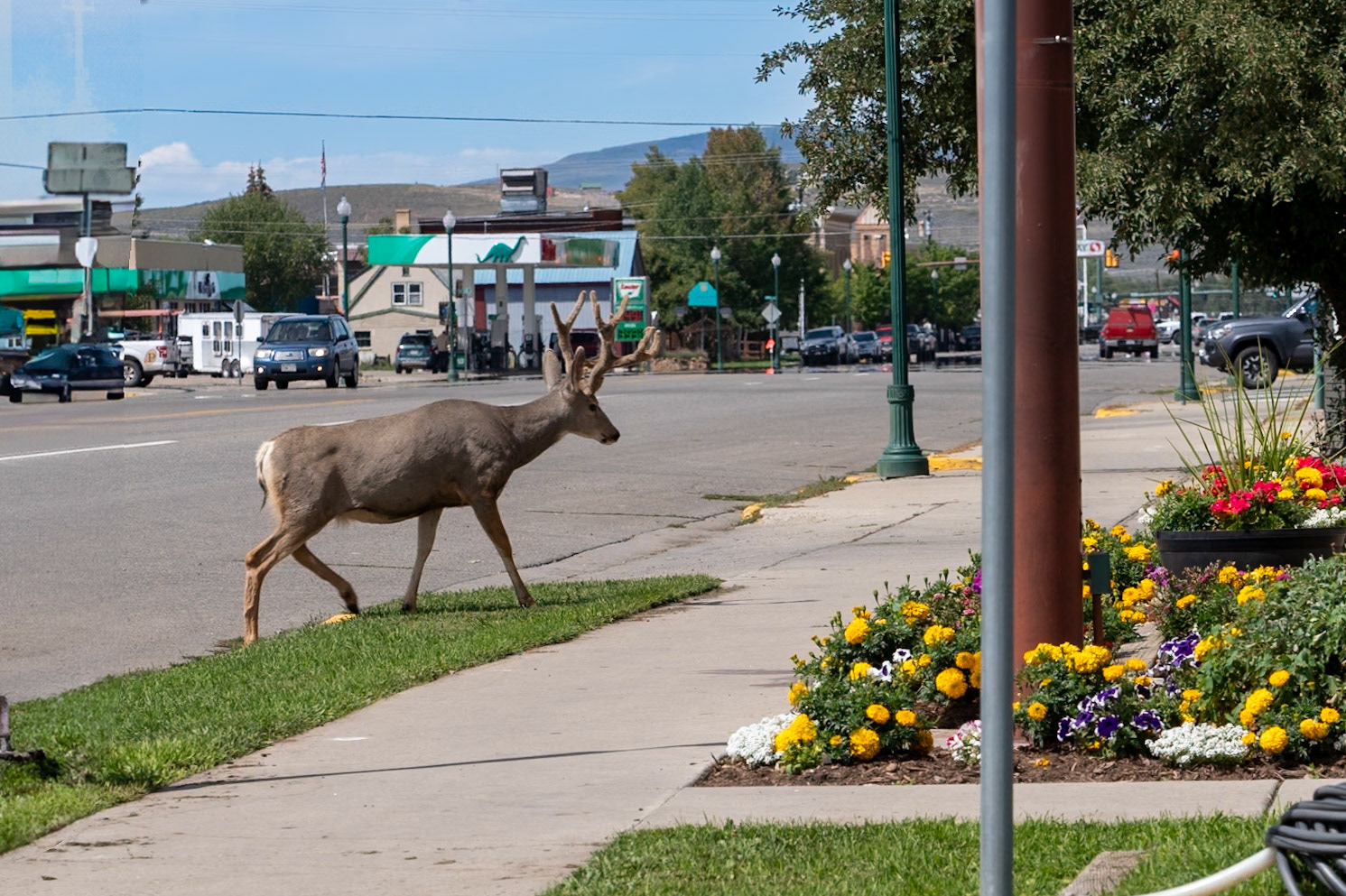 Deer Xing in Gunnison