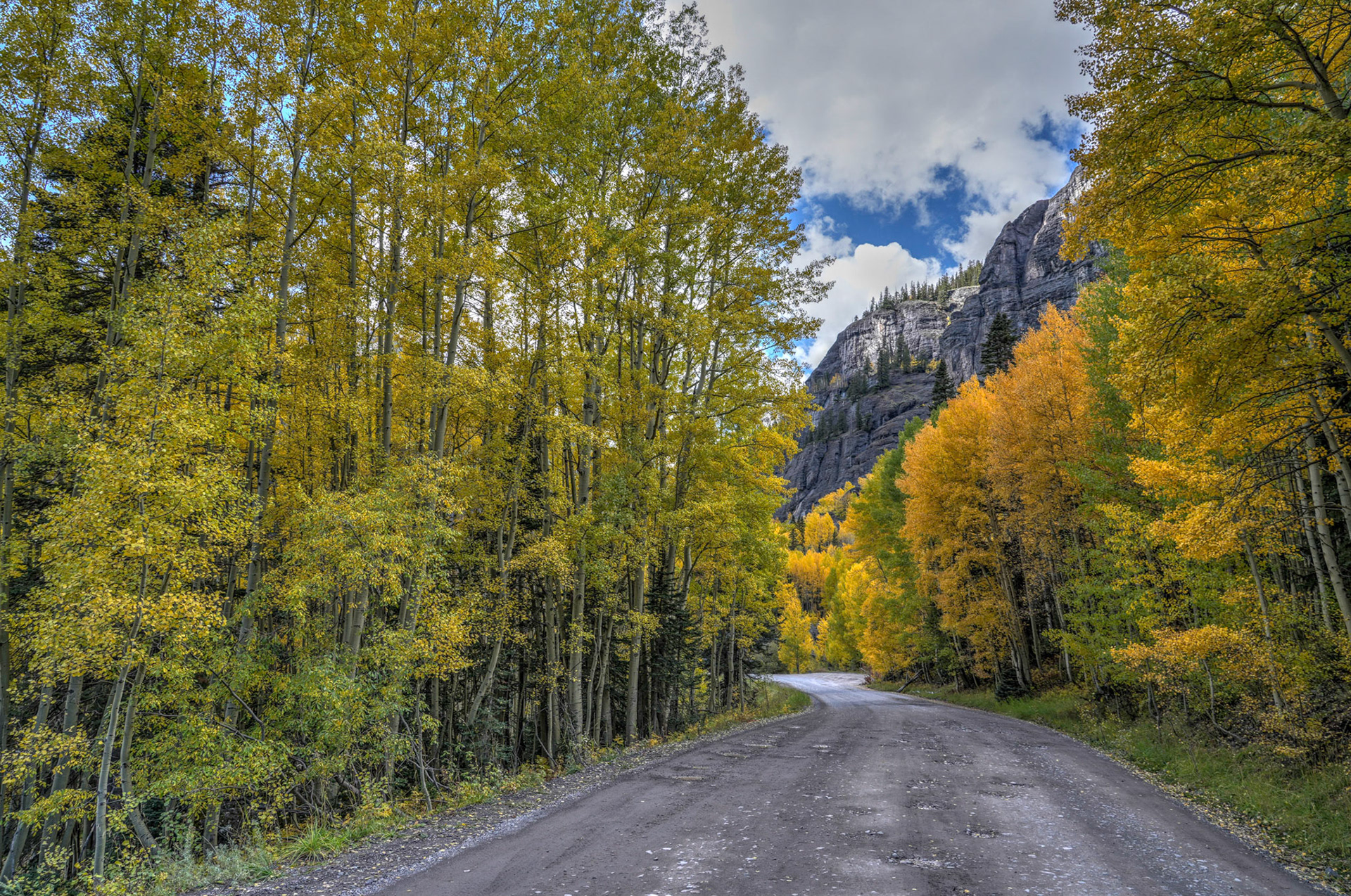 Shimmering Aspens