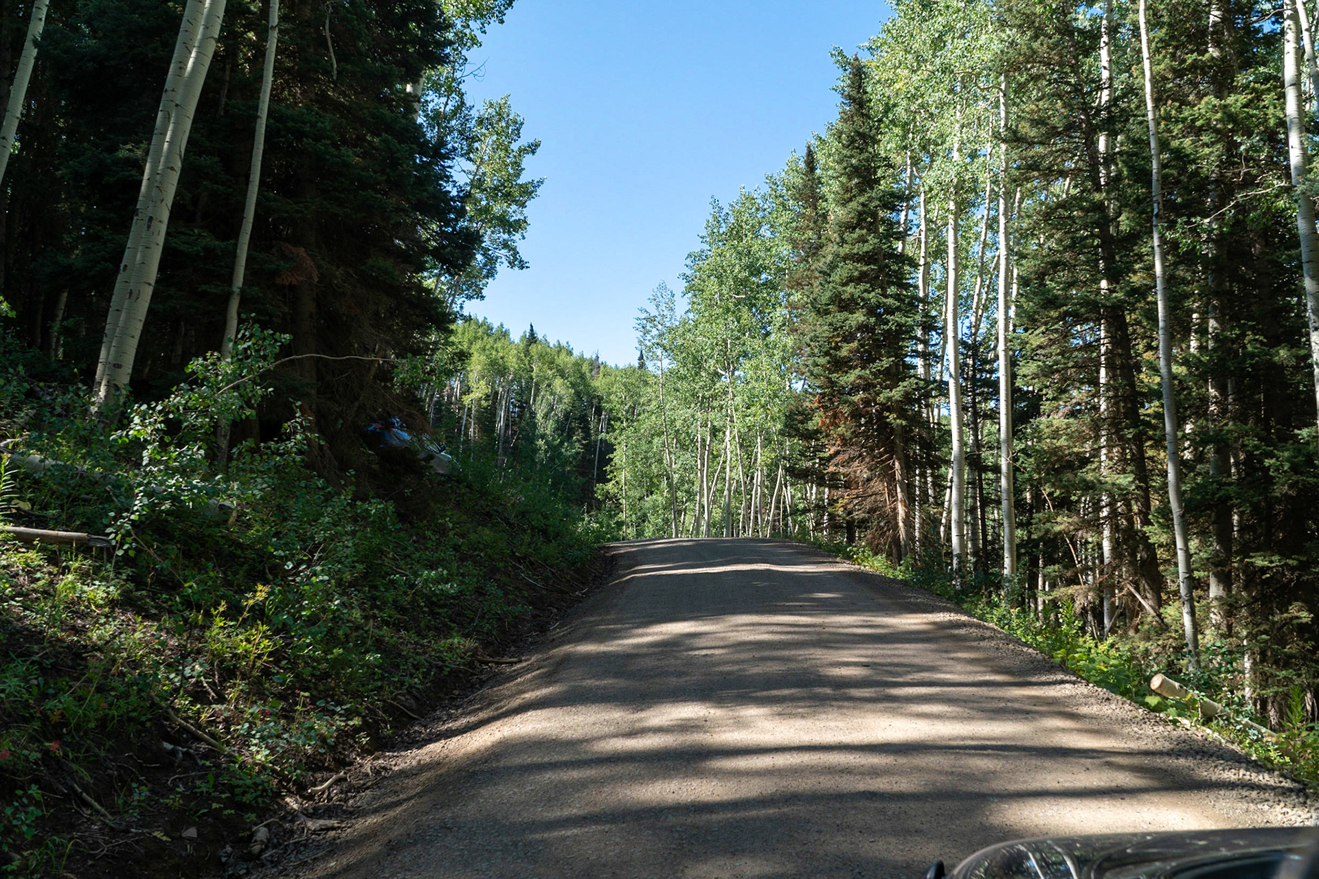 A Forest Road leads to Owl Creek