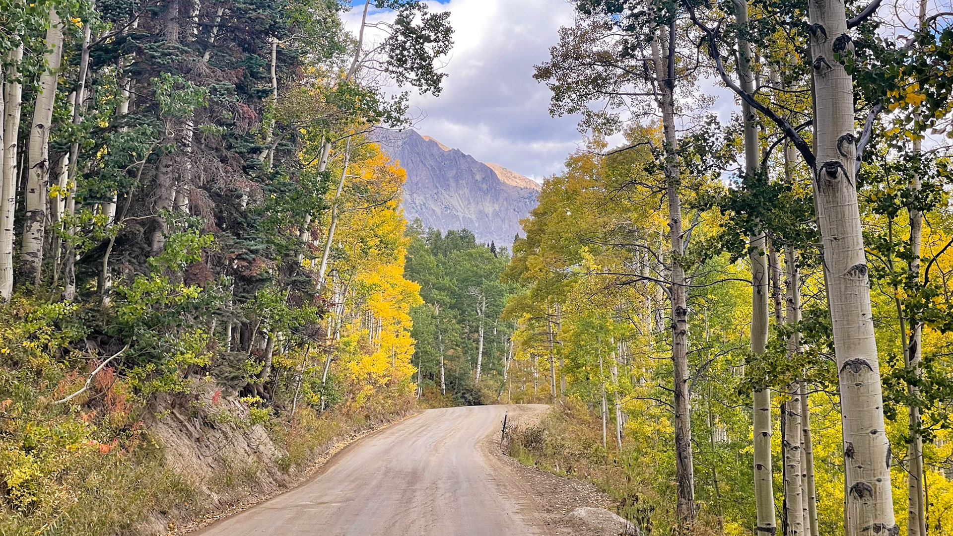 Aspens leaves are beginning to turn