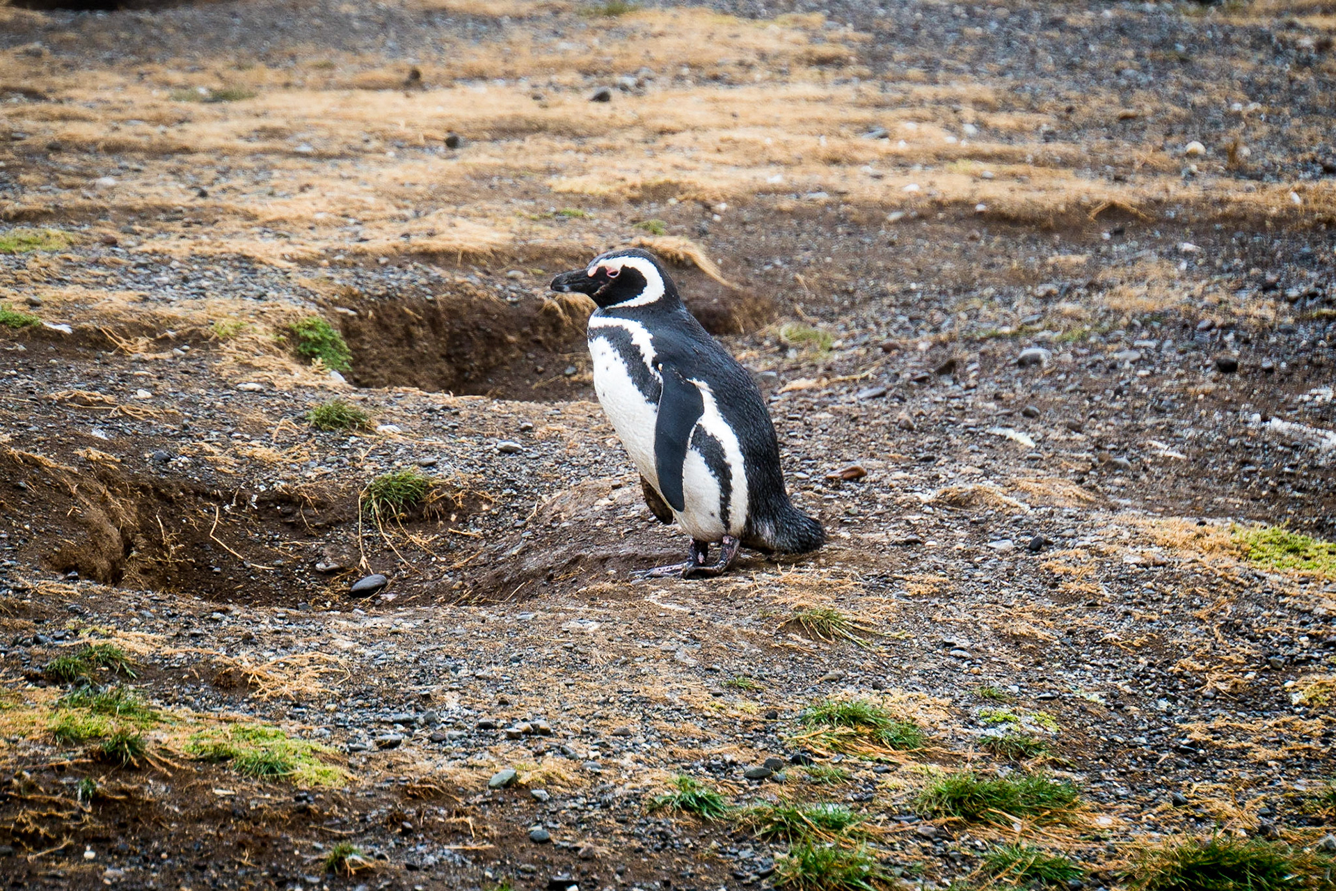 Magellanic penguins