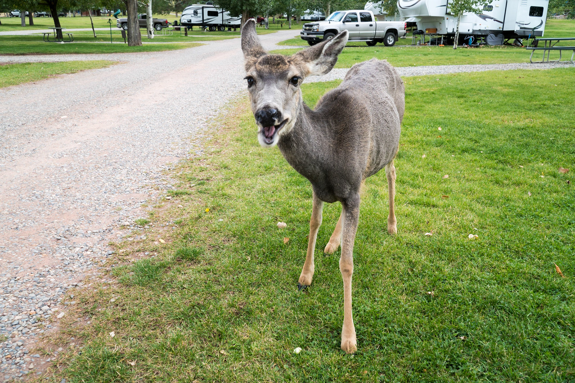 Visitor to our campsite